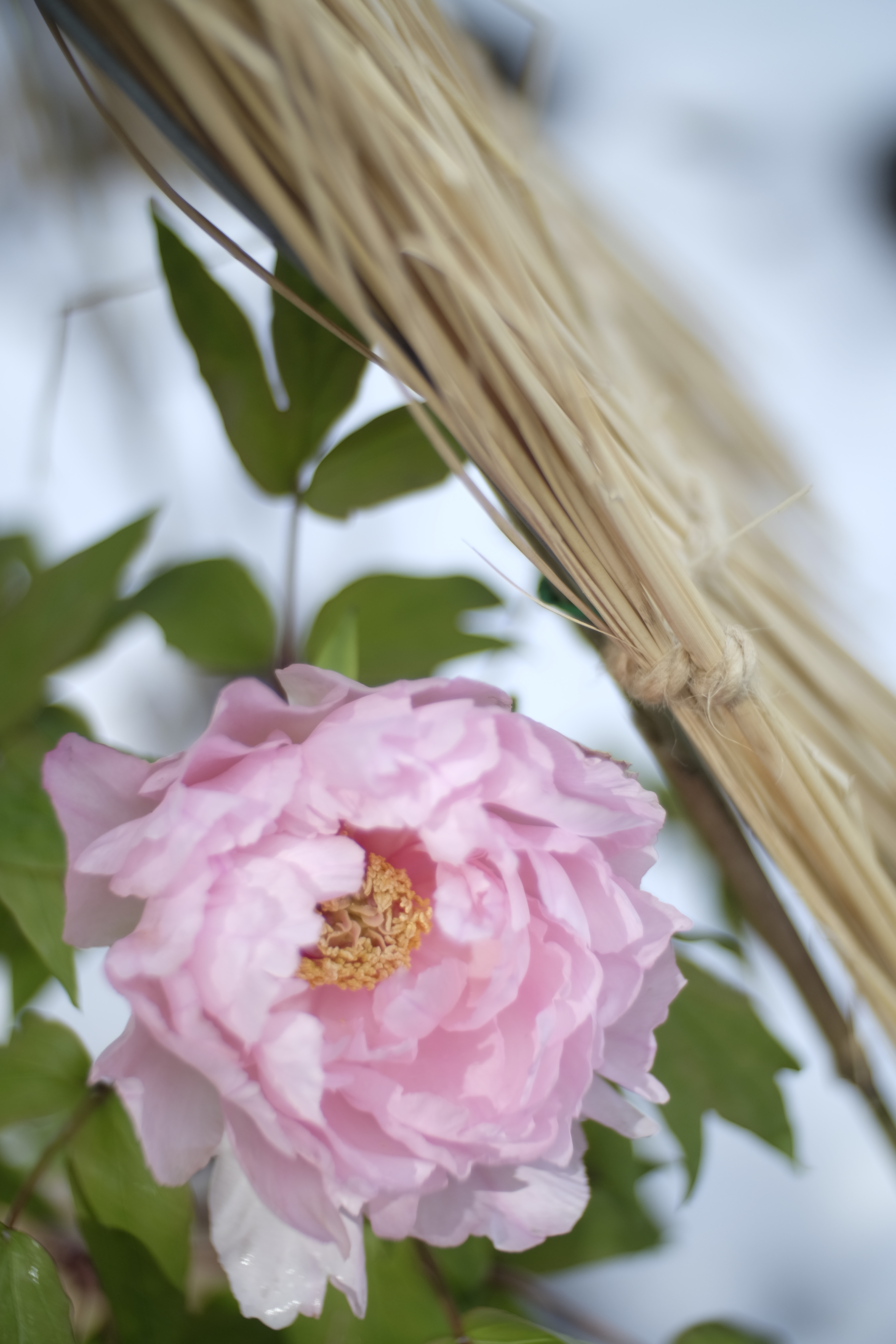 X-T1 / Macro Switar 50mm F1.8 AR / BAVEYES ALPA-FX / 4,896×3,264 / 1/2,000秒 / F1.8 / +0.67EV / ISO200 / WB:オート / 50mm