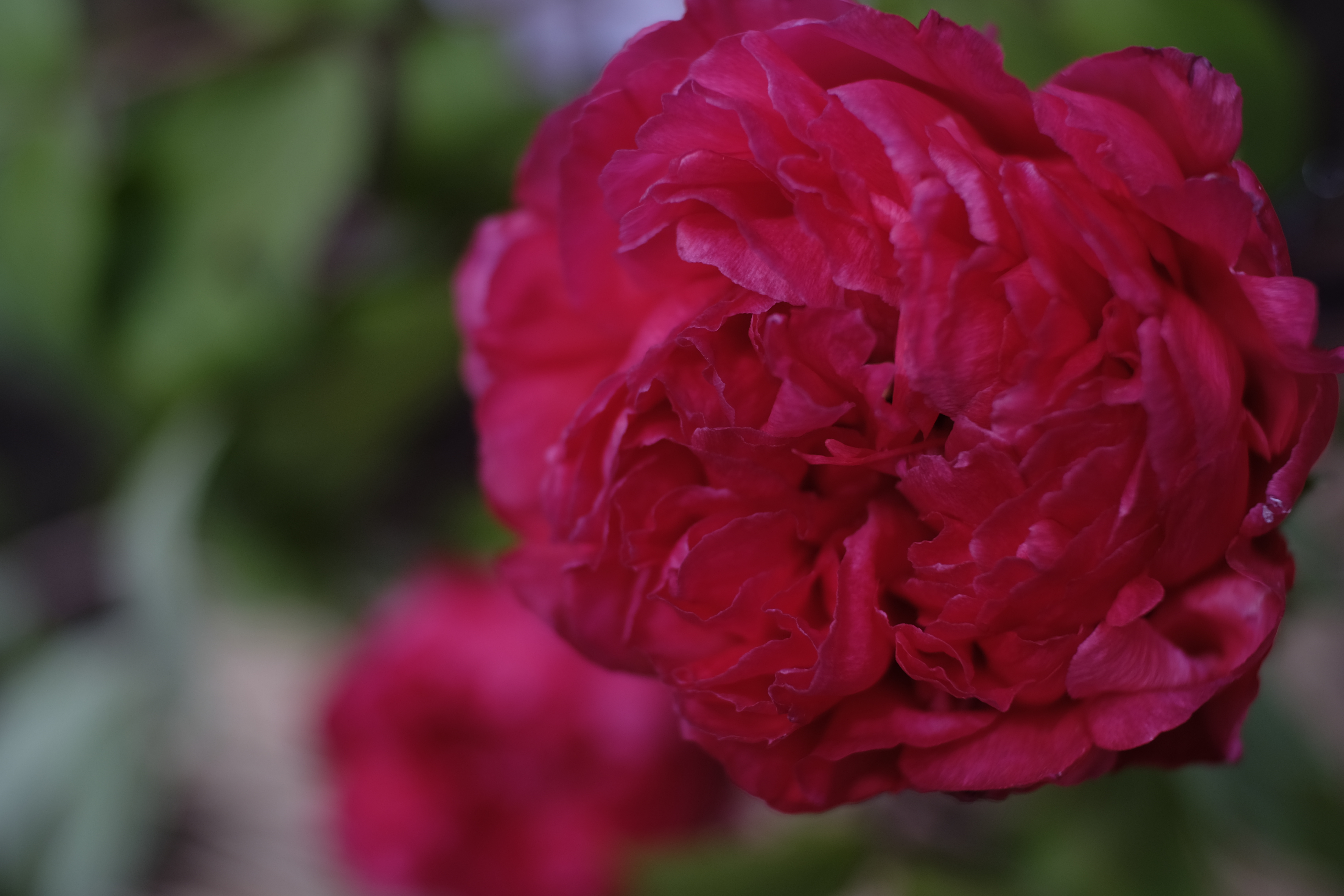 X-T1 / Macro Switar 50mm F1.8 AR / BAVEYES ALPA-FX / 4,896×3,264 / 1/1,700秒 / F2.8 / -1.33EV / ISO200 / WB:オート / 50mm