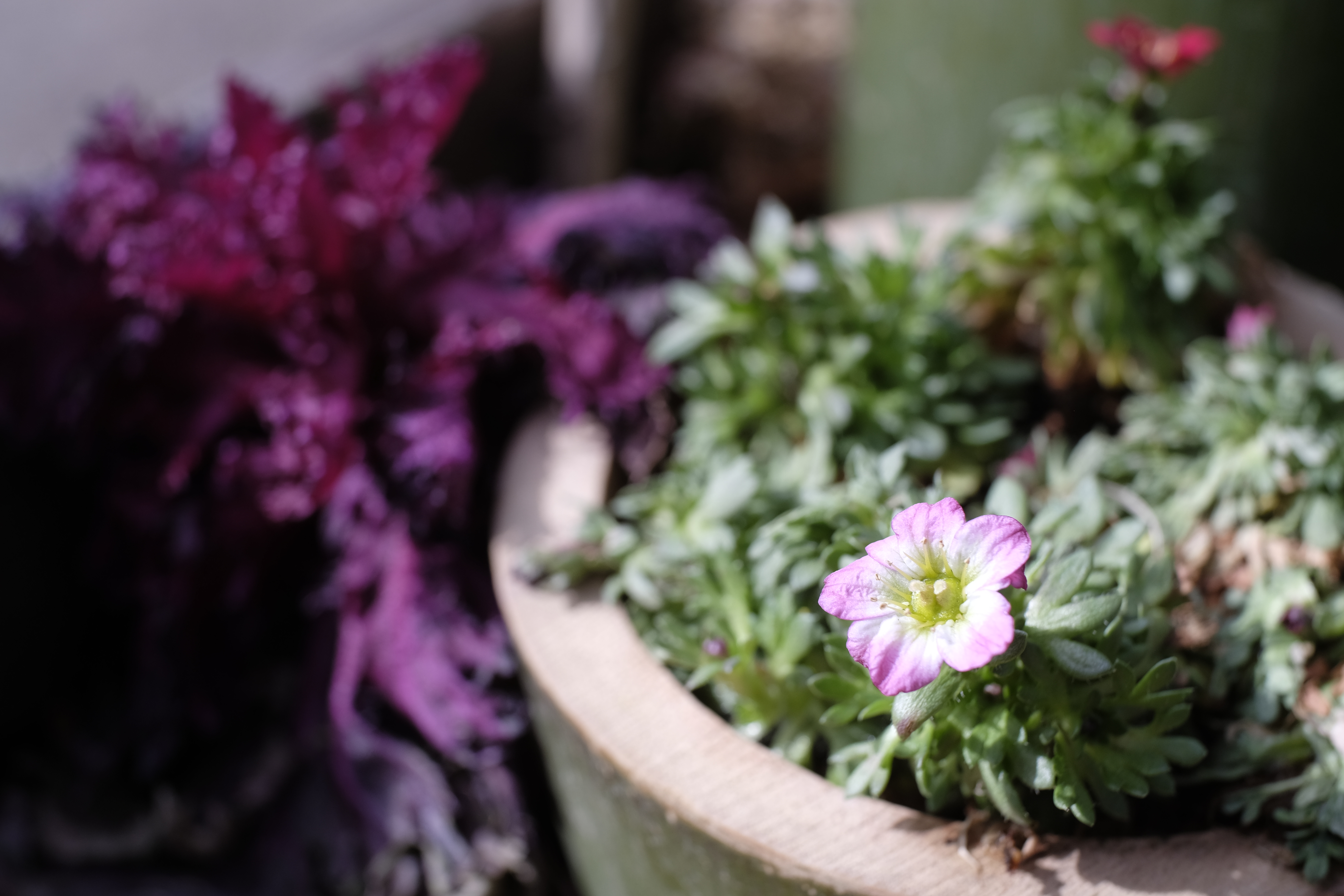 X-T1 / Macro Switar 50mm F1.8 AR / BAVEYES ALPA-FX / 4,896×3,264 / 1/300秒 / F5.6 / -0.67EV / ISO200 / WB:オート / 50mm