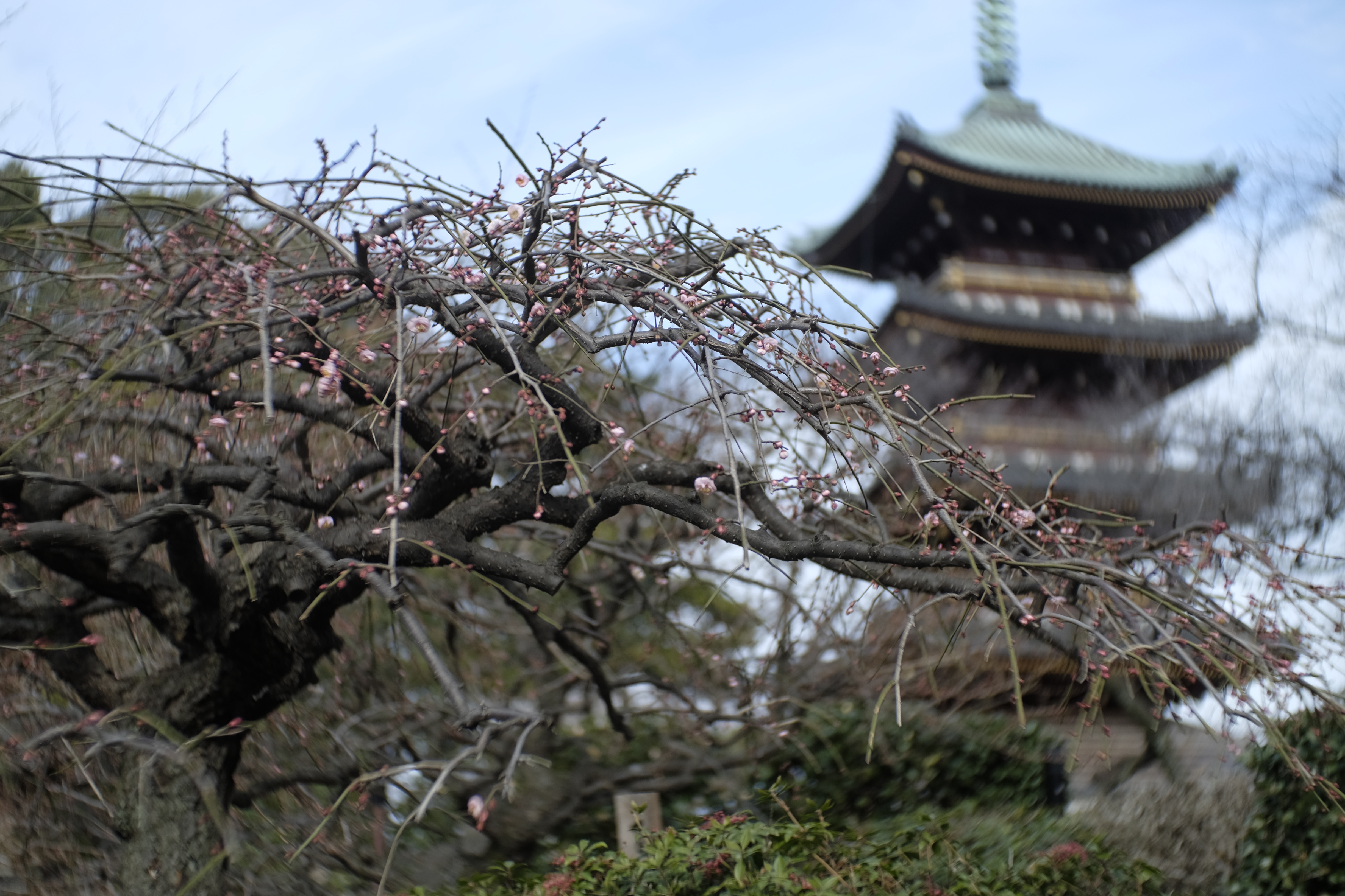 X-T1 / Macro Switar 50mm F1.8 AR / BAVEYES ALPA-FX / 4,896×3,264 / 1/3,000秒 / F2.8 / 0EV / ISO200 / WB:オート / 50mm