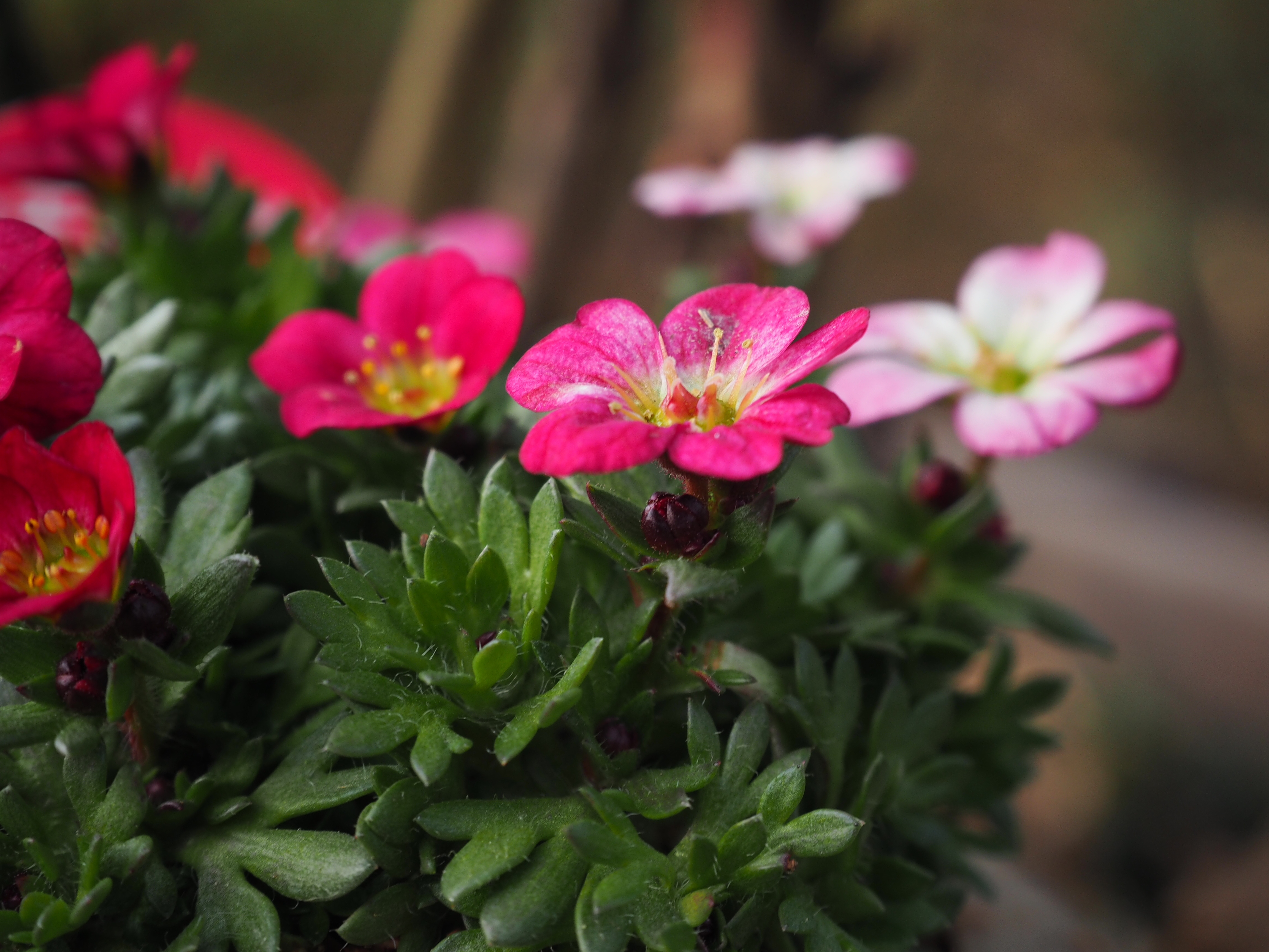 「M.ZUIKO DIGITAL ED 14-42mm F3.5-5.6 EZ」望遠端での最短撮影（左）と、「マクロコンバーター MCON-P02」使用時（右）の比較作例。この場合、最大撮影倍率は通常の0.23倍から0.38倍まで拡大される。