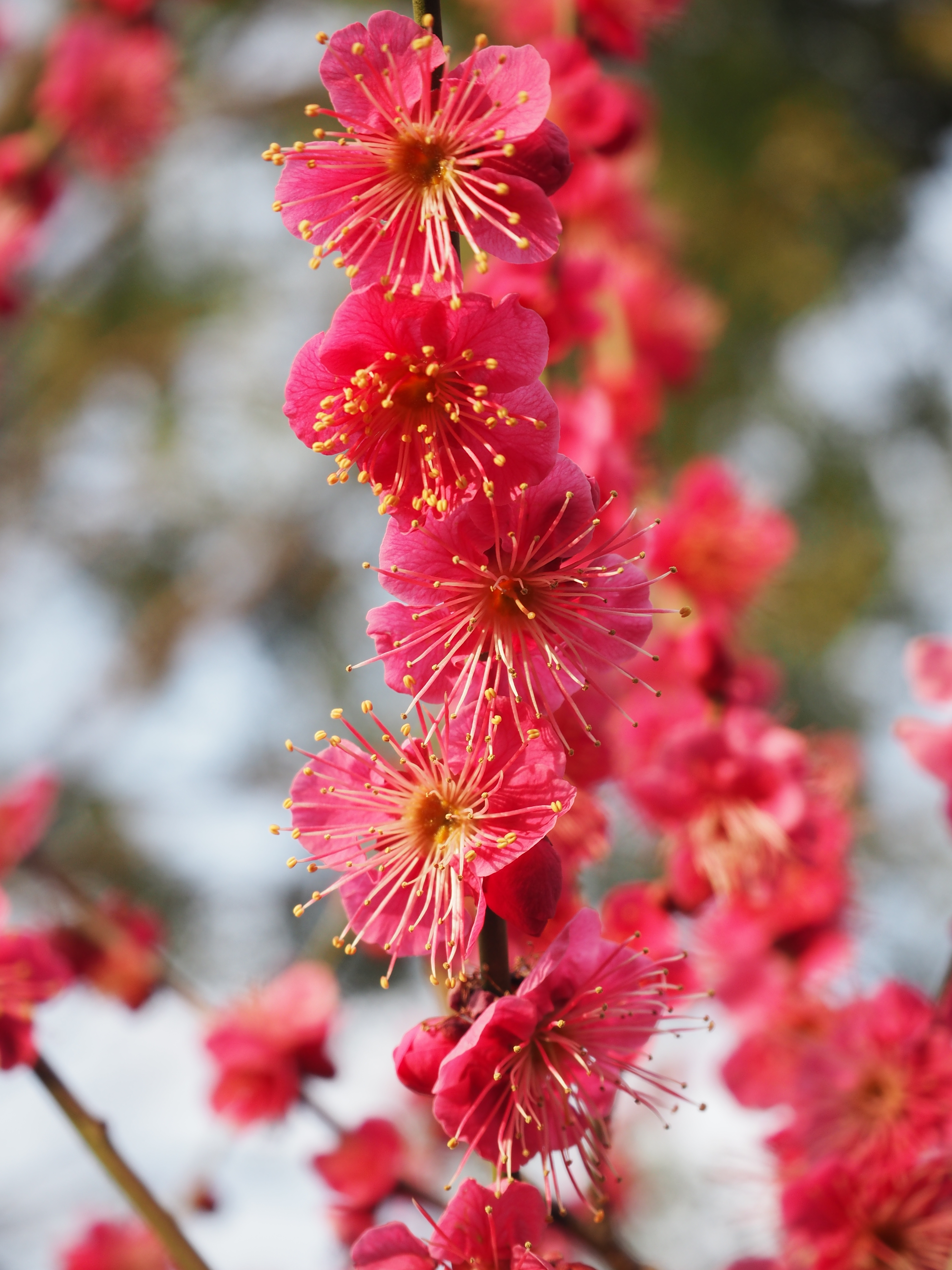 E-M10 / M.ZUIKO DIGITAL ED 14-42mm F3.5-5.6 EZ / 3,456×4,608 / ISO200 / F5.6 / 1/200秒 / 42mm（84mm相当）