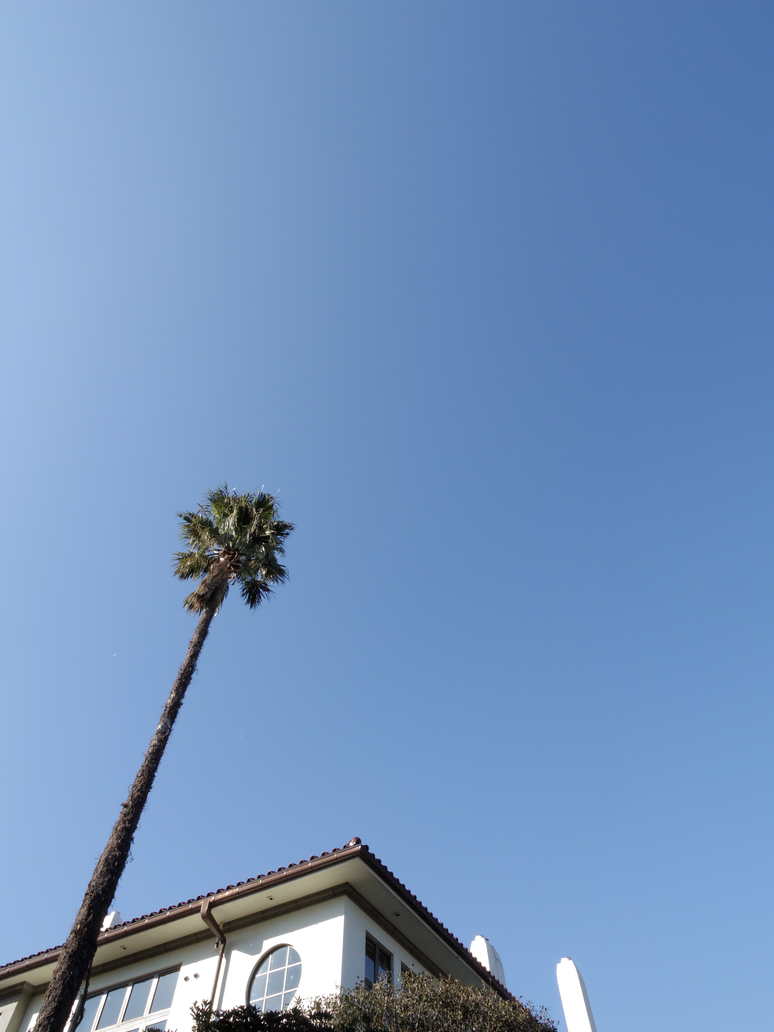 青空に伸びる木がキレイだったので思わず1枚。08 WIDE ZOOM / 1/250秒 / F8 / 0EV / ISO200 / 絞り優先AE / WB：オート / 4.3mm