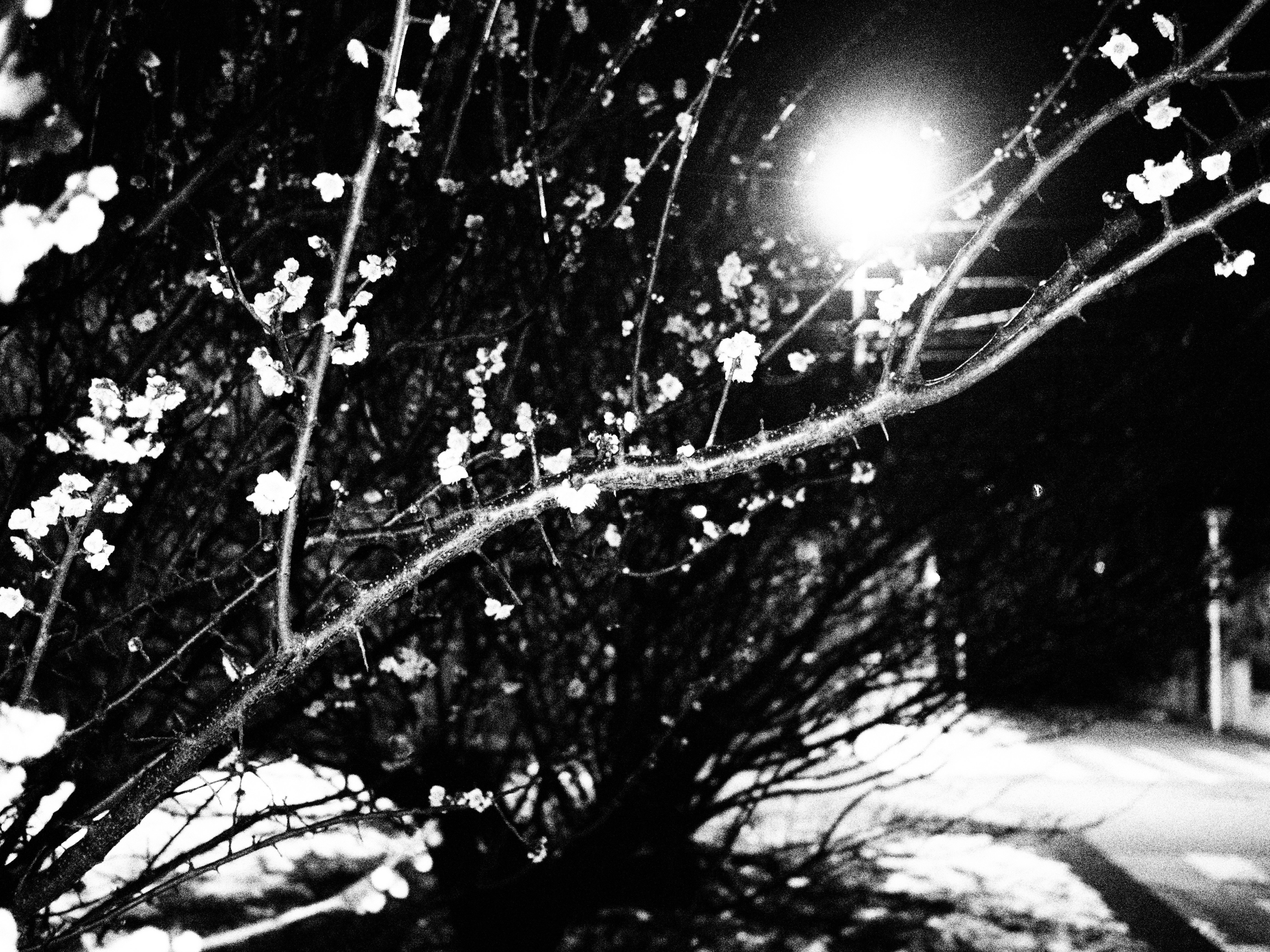 E-PL5 / M.ZUIKO DIGITAL 17mm F1.8 / 1/60秒 / F1.8 / 0EV / ISO12800 / ラフモノクローム / 17mm