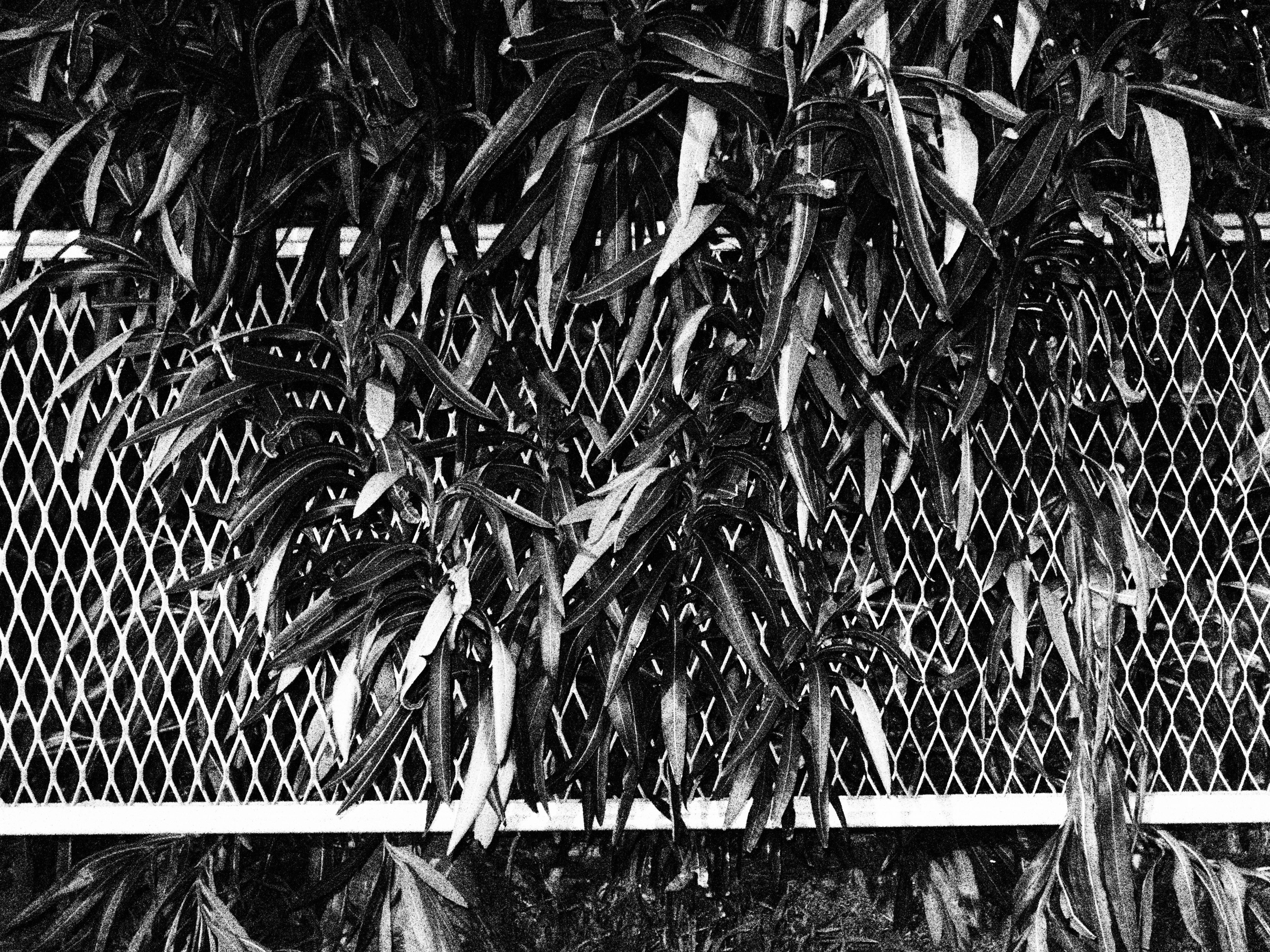 E-PL5 / M.ZUIKO DIGITAL 17mm F1.8 / 1/25秒 / F4 / 0EV / ISO25600 / ラフモノクローム / 17mm