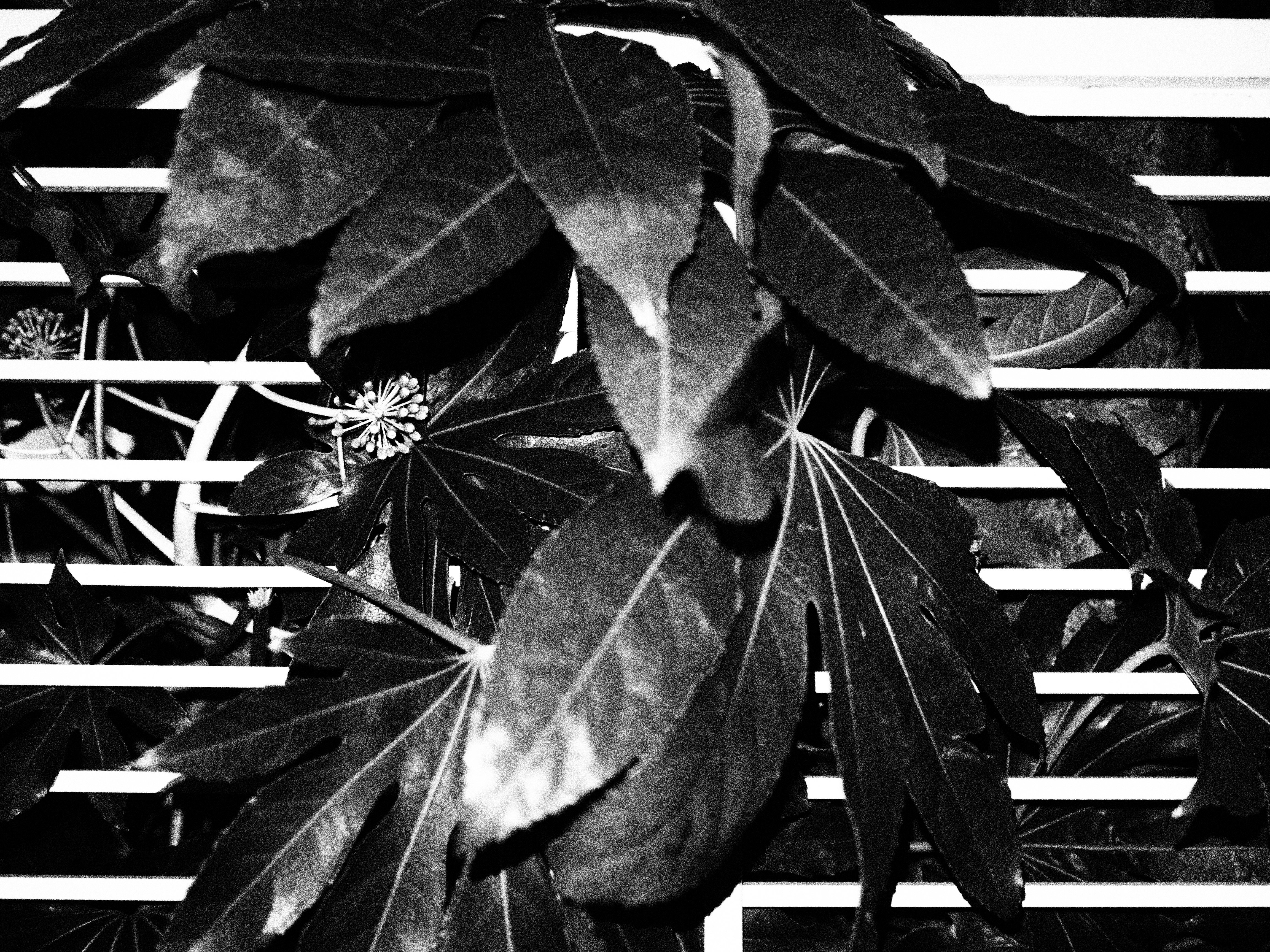 E-PL5 / M.ZUIKO DIGITAL 17mm F1.8 / 1/60秒 / F1.8 / 0EV / ISO5000 / ラフモノクローム / 17mm