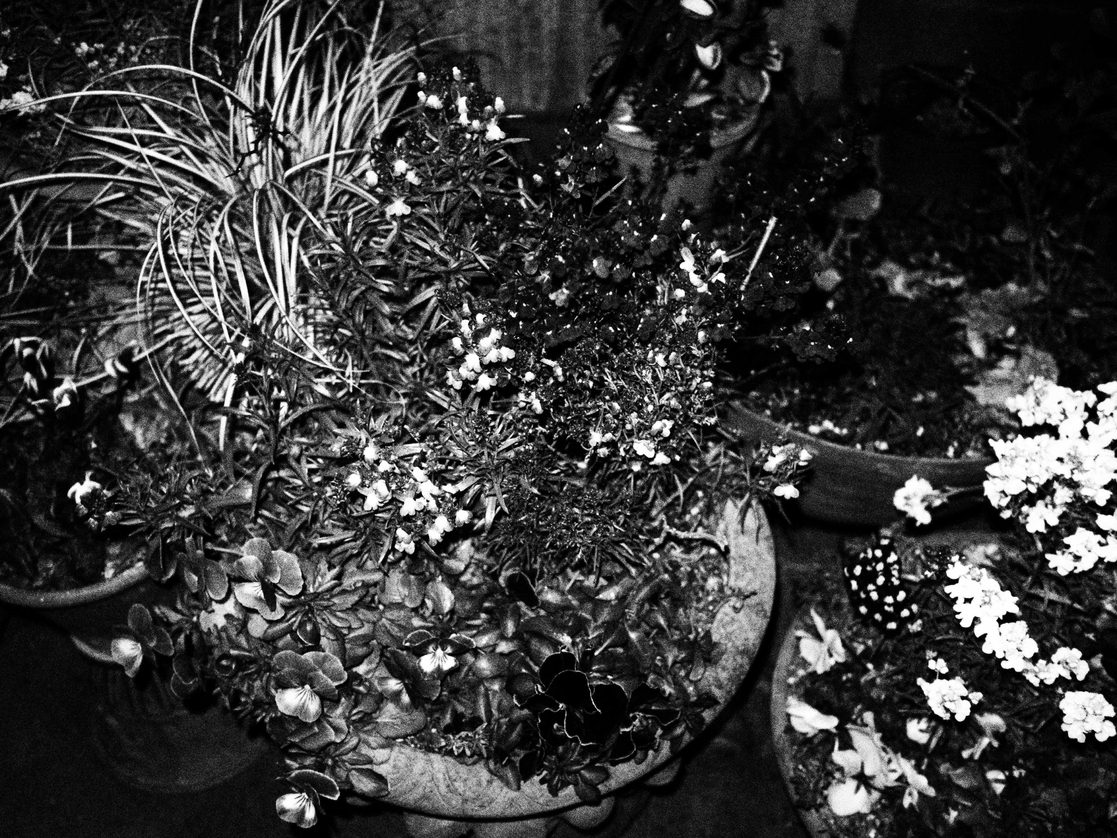 E-PL5 / M.ZUIKO DIGITAL 17mm F1.8 / 1/60秒 / F1.8 / 0EV / ISO5000 / ラフモノクローム / 17mm