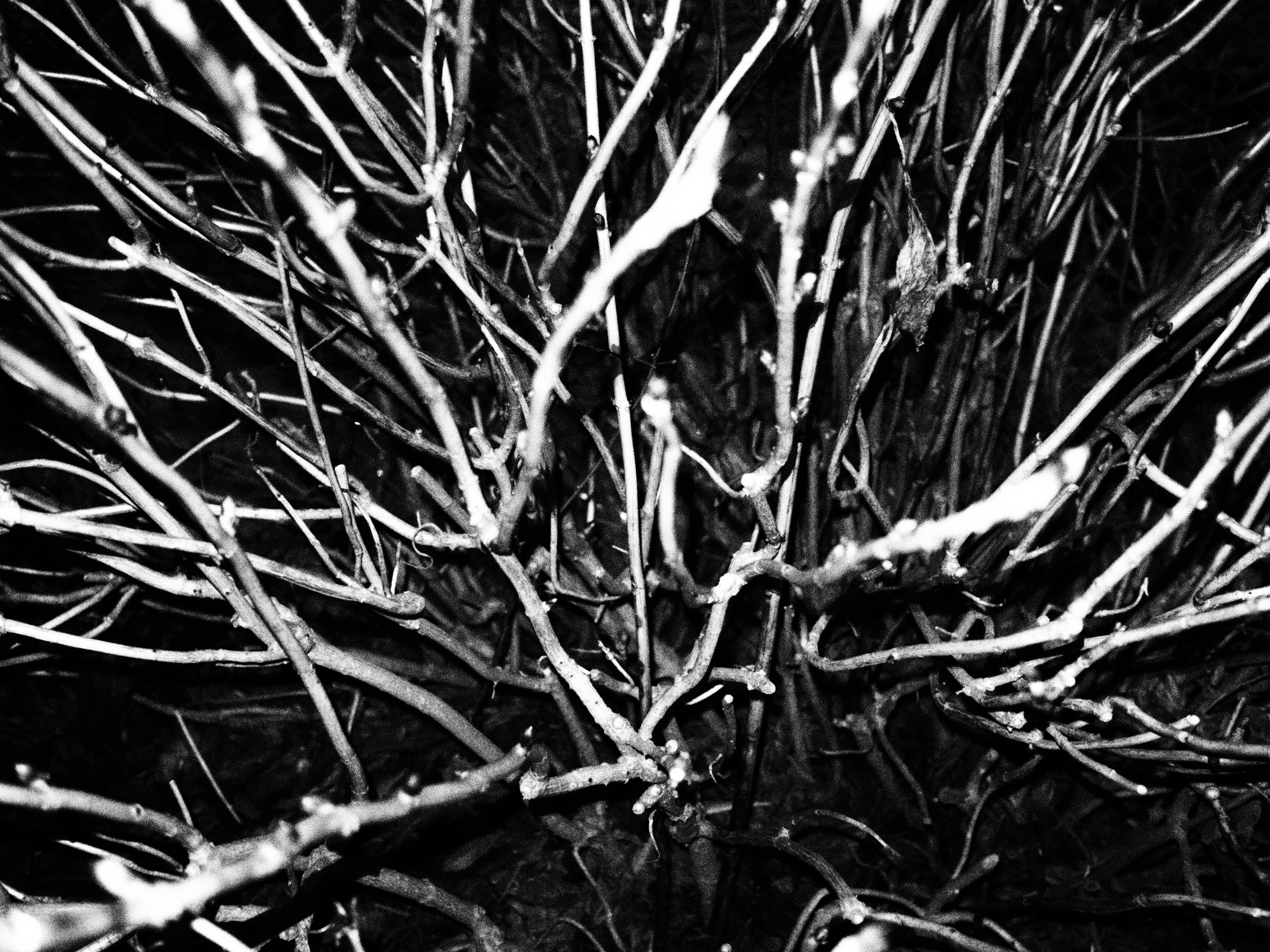 E-PL5 / M.ZUIKO DIGITAL 17mm F1.8 / 1/15秒 / F1.8 / 0EV / ISO2000 / ラフモノクローム / 17mm