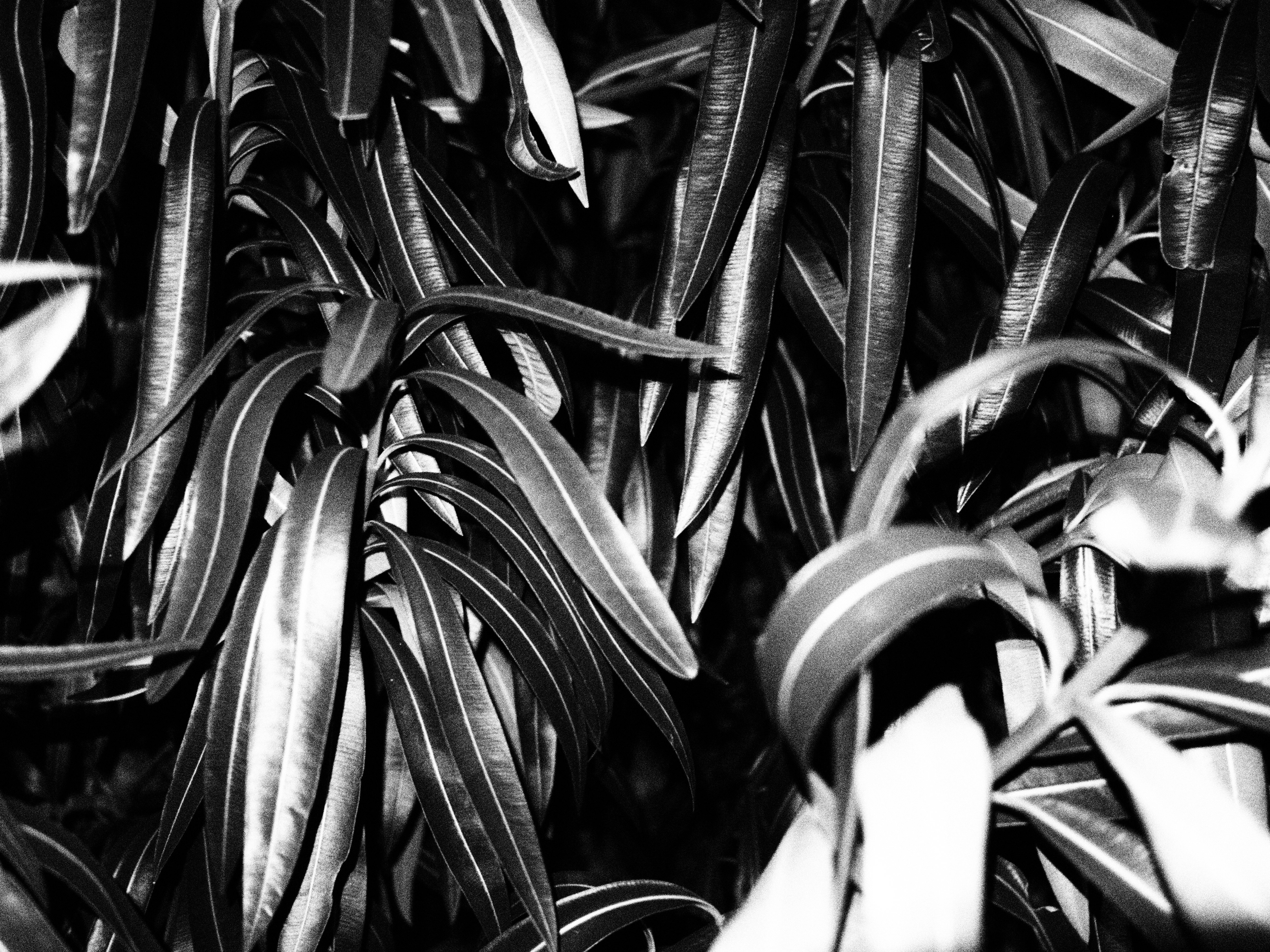 E-PL5 / M.ZUIKO DIGITAL 17mm F1.8 / 1/15秒 / F1.8 / 0EV / ISO1600 / ラフモノクローム / 17mm