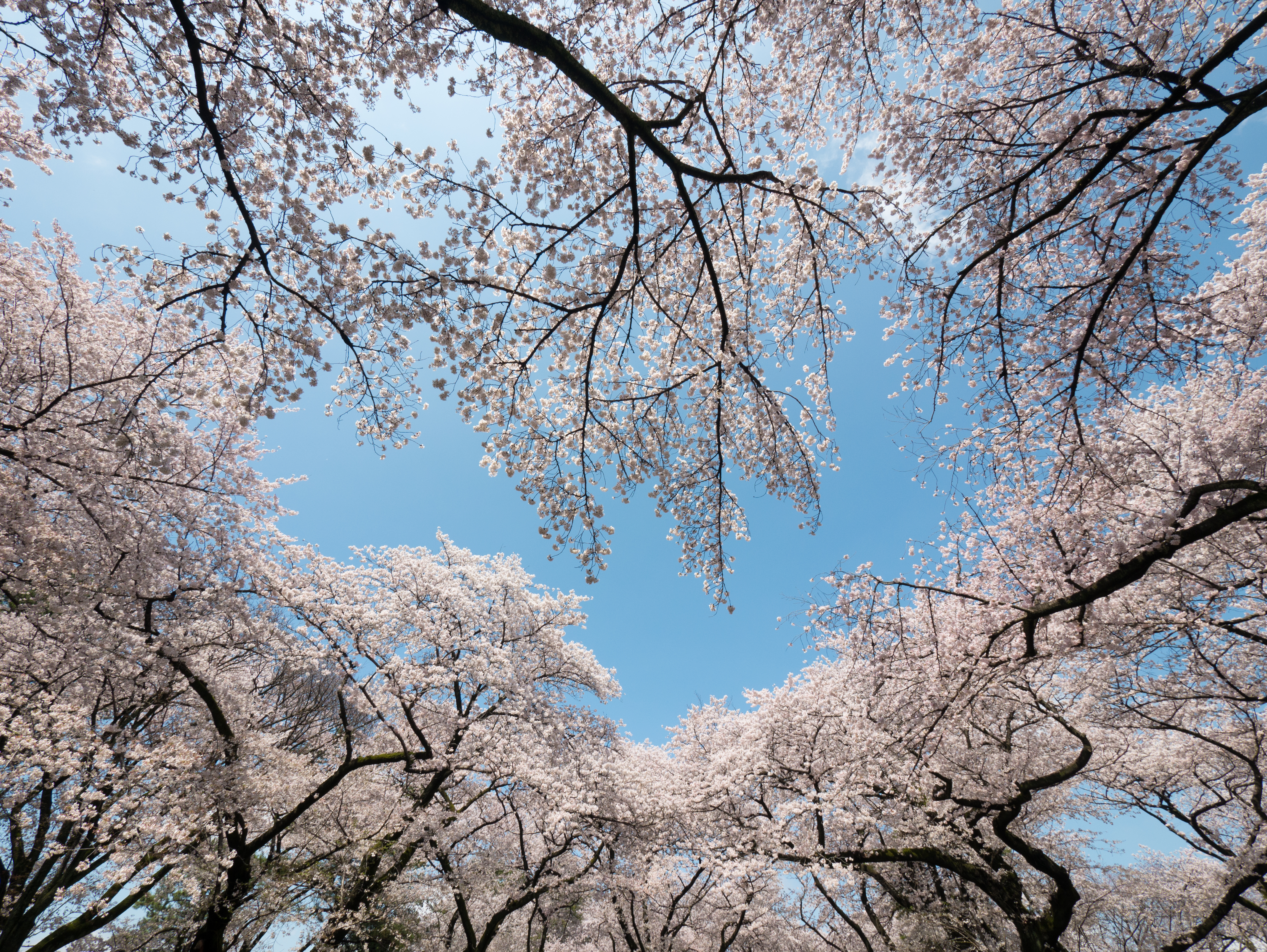 満開の桜の花園から空を見上げ、7mm（35mm判換算14mm）で撮影。超広角域のワイド感が生きて、あたかも桜に埋もれているかのようなイメージを作ることが出来ています。画面の四隅を見ても、像の流れや色ずれは少なく、高品位な画質が得られているため、画像全体が美しく感じられると思います。DMC-GX7　LUMIX G VARIO 7-14mm/F4.0 ASPH.　F8　1/400　-0.3EV　ISO200　WB:オート　7mm