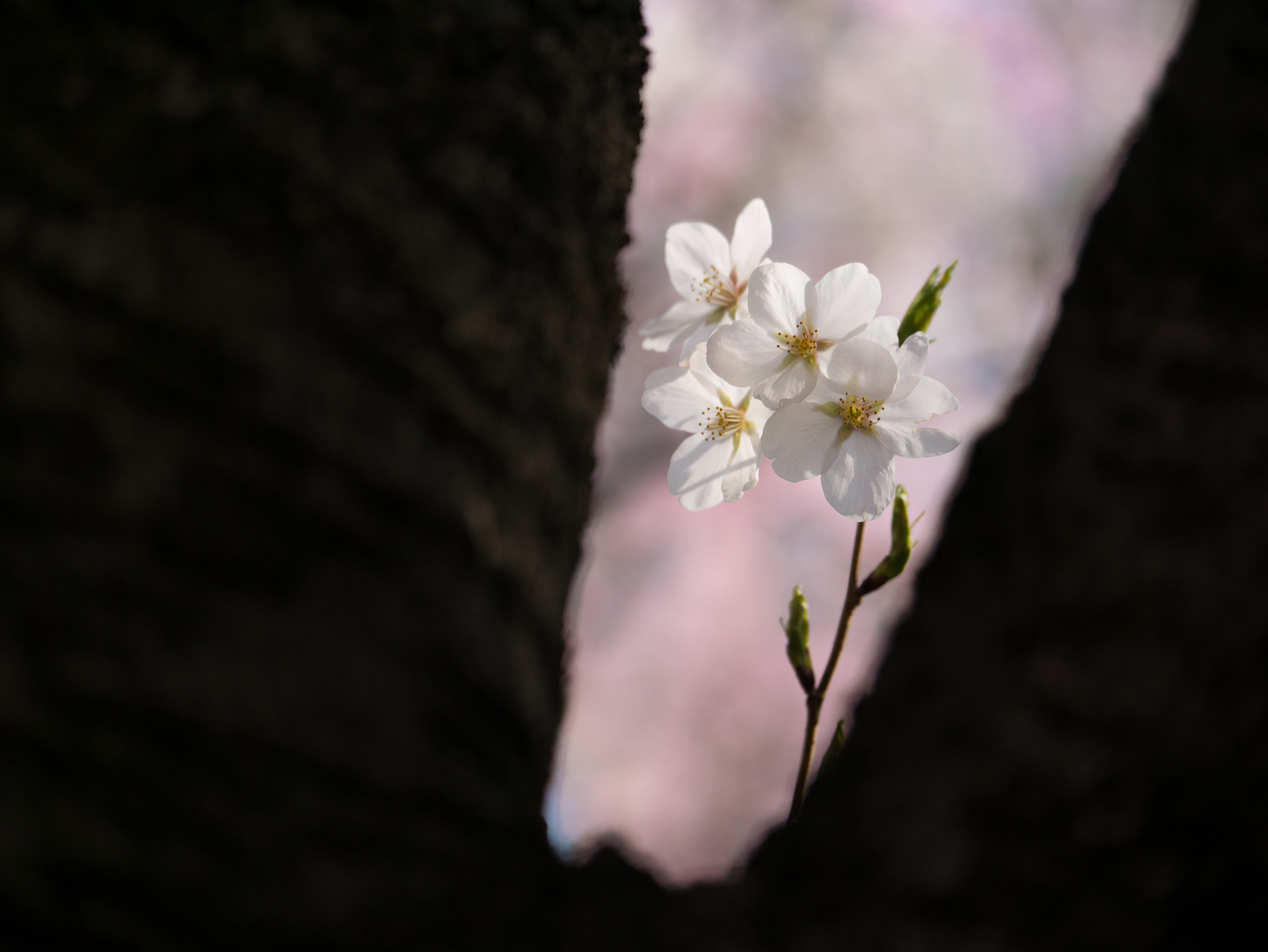樹の股から見える花を89mm（35mm換算178mm）で撮影。少し遠い距離にある被写体ですが、余裕を持って引き寄せることができています。F2.8の開放F値のおかげで、背景は大きくボケて柔らかい色のトーンとなっています。また解像感が高いレンズなので、しべの一本一本がシャープに見えています。DMC-GX7　LUMIX G X VARIO 35-100mm/F2.8 ASPH.POWER O.I.S.　F2.8　1/4,000　-1.7EV　ISO200　WB:オート　89mm
