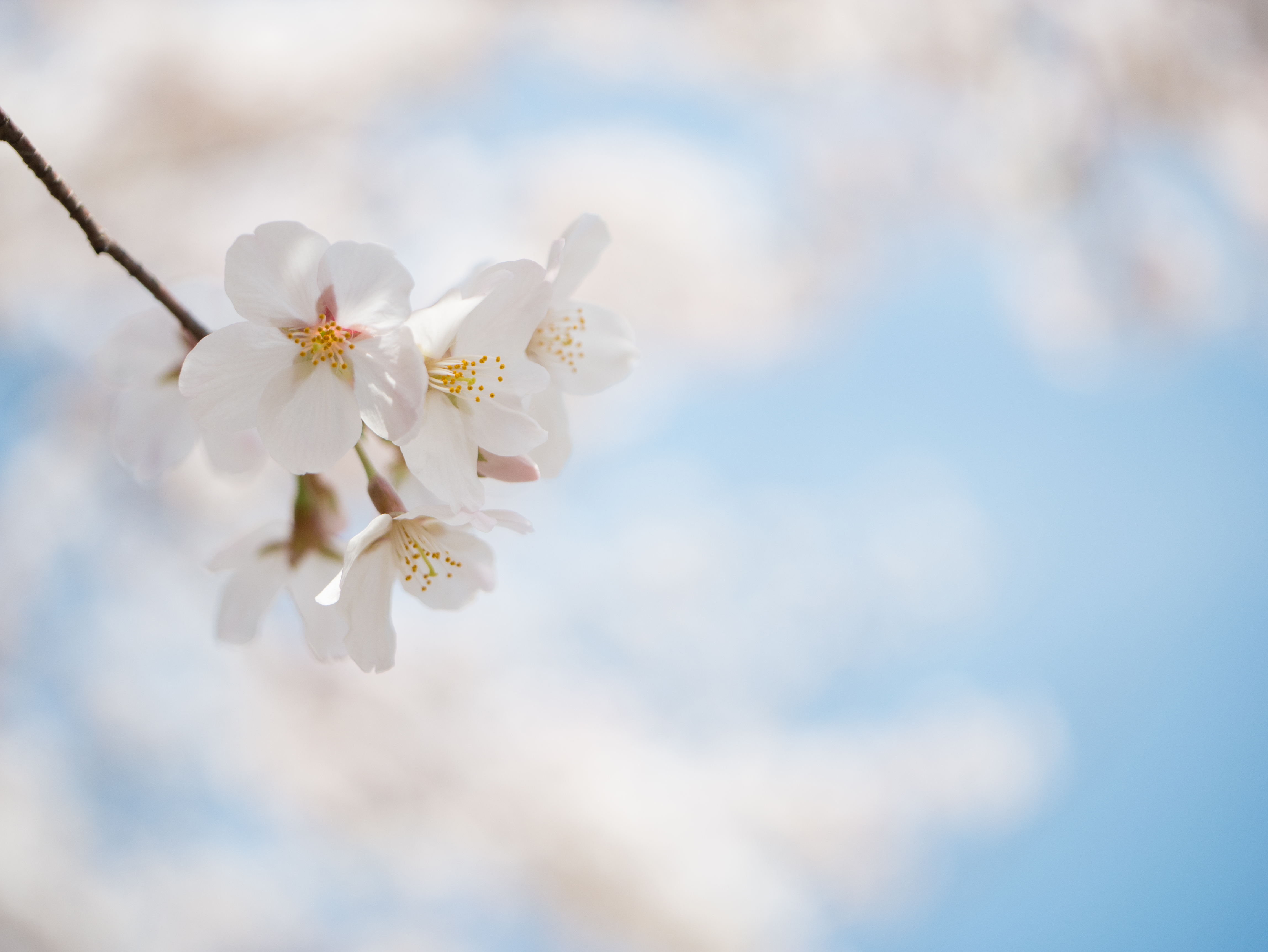 桜の楚々とした美しさ、可憐な様子を表現するため、汚れていない花をマクロレンズでクローズアップしています。開放F値からシャープなレンズなので、マクロレンズらしいボケ味を生かすことができます。背景は青空が少し見えるような構図を作り、露出もプラス側に補正して明るく仕上げ、爽やかな印象を与えるように工夫しました。DMC-GX7　LEICA DG MACRO-ELMARIT 45mm/F2.8 ASPH./MEGA O.I.S.　F2.8　1/2,500　+1.3EV　ISO200　WB:オート　45mm