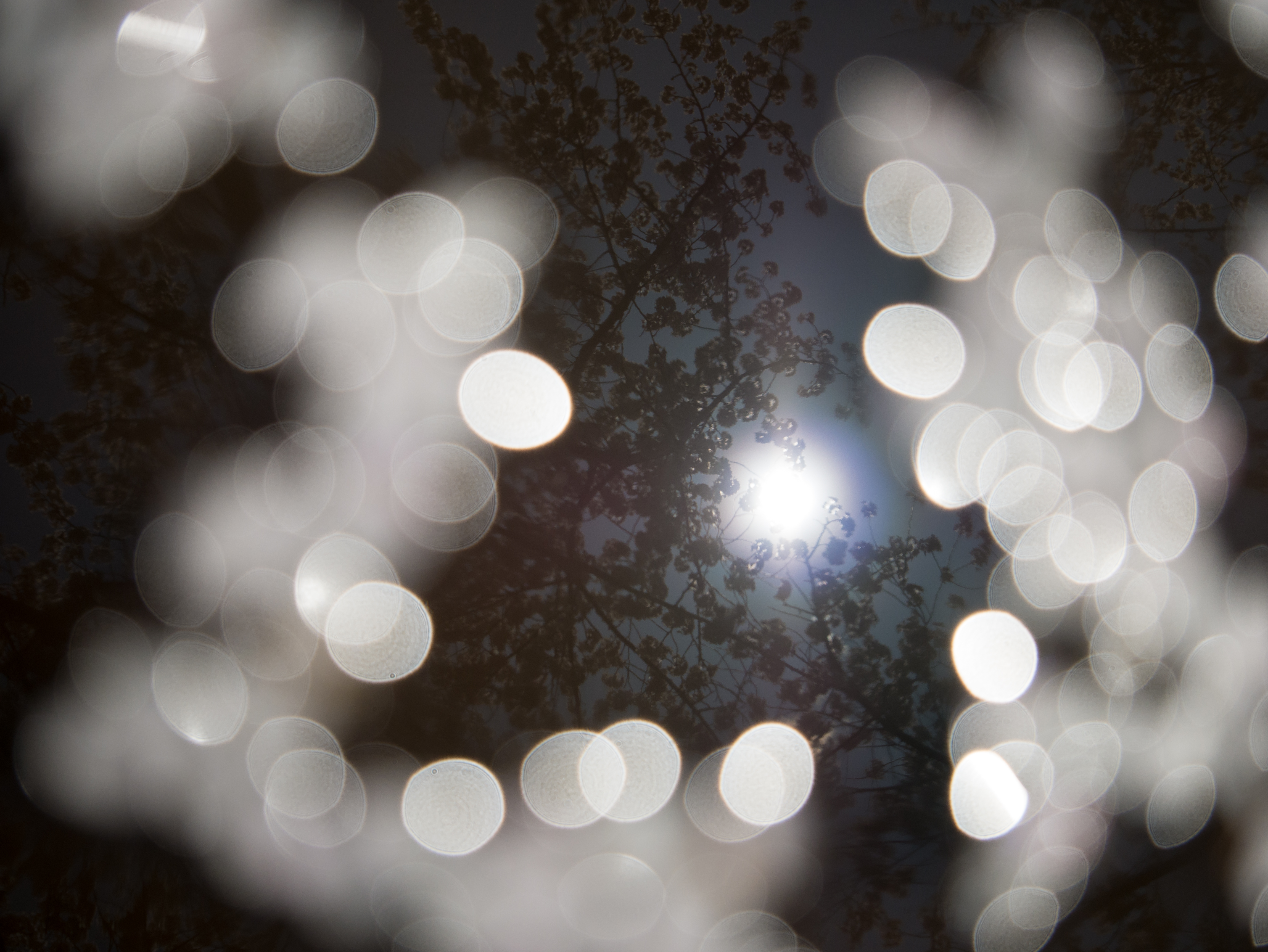 摩訶不思議な感覚を演出した1枚。水面に映る桜にピントを合わせ、前ボケとして水面に浮かぶ花びらを配置し、開放絞りF2.8を使って撮影しています。水面すれすれまでレンズを下げて撮影することでこのような表現になりますが、マクロレンズならではの世界観といえます。DMC-GX7　LEICA DG MACRO-ELMARIT 45mm/F2.8 ASPH./MEGA O.I.S.　F2.8　1/4,000　+1EV　ISO200　WB:オート　45mm