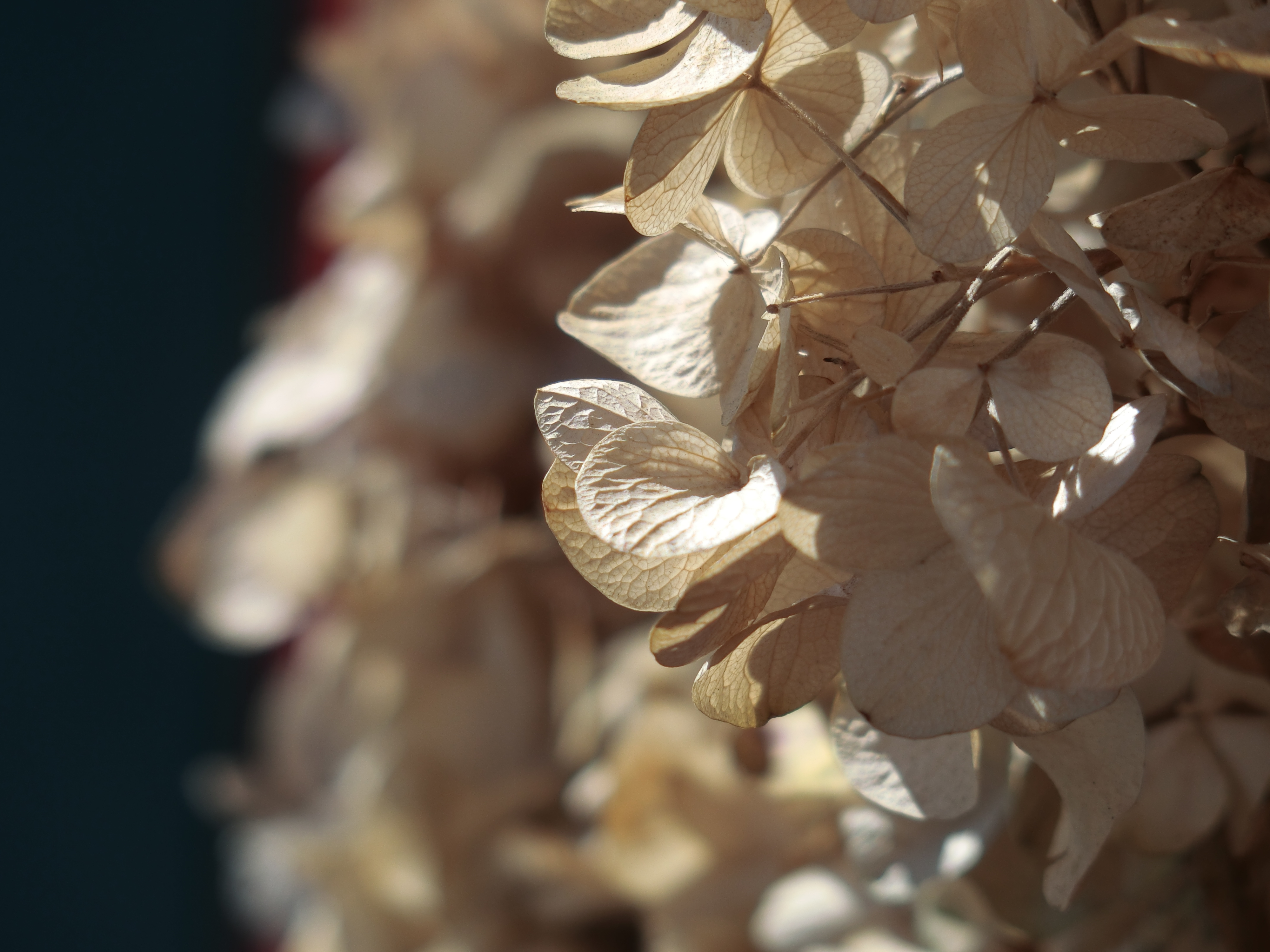 望遠端の最短撮影距離付近。ここまで寄ると背景がだいぶボケてくれる。クセのないタイプなので使いやすいと思う。ISO80 / F4 / 1/1,000秒 / 64.2mm（300mm相当）