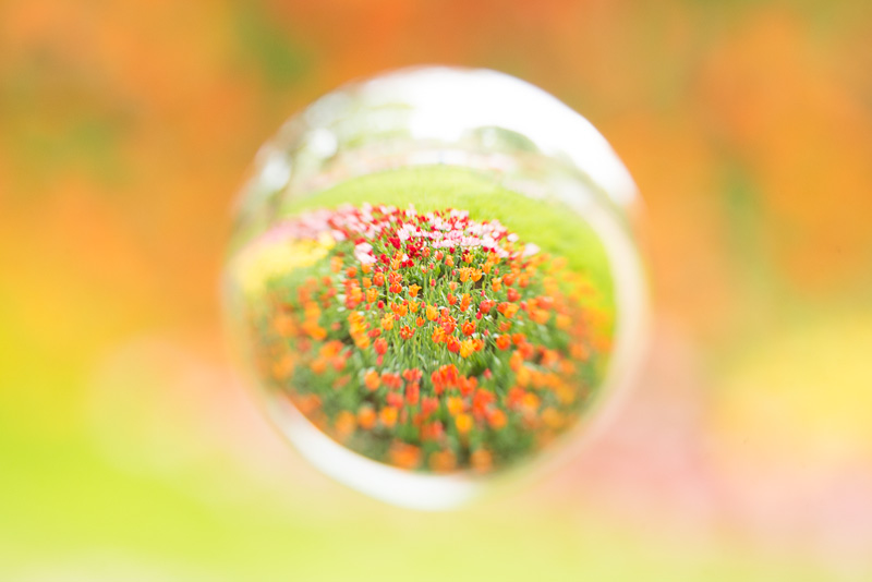 絞りF8で撮影しているが、輪郭はかなりボケてふんわりとした描写になっている。このボケ感は絞り値、焦点距離、センサーサイズなどにより変わる。