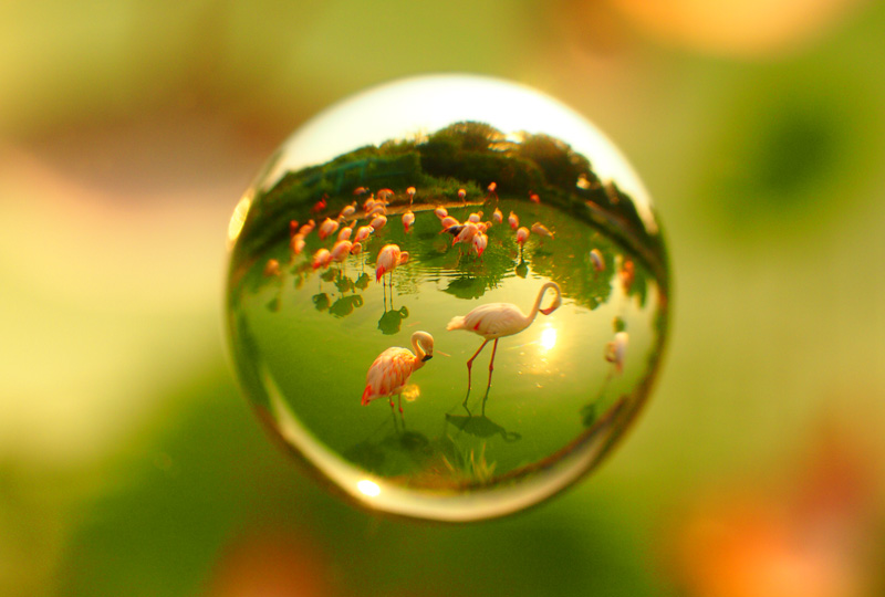 マイクロフォーサーズで絞り気味に撮影したため、少し輪郭がはっきりしている。さらに絞ればもっとはっきりするが、バックが見えすぎても面白くない。