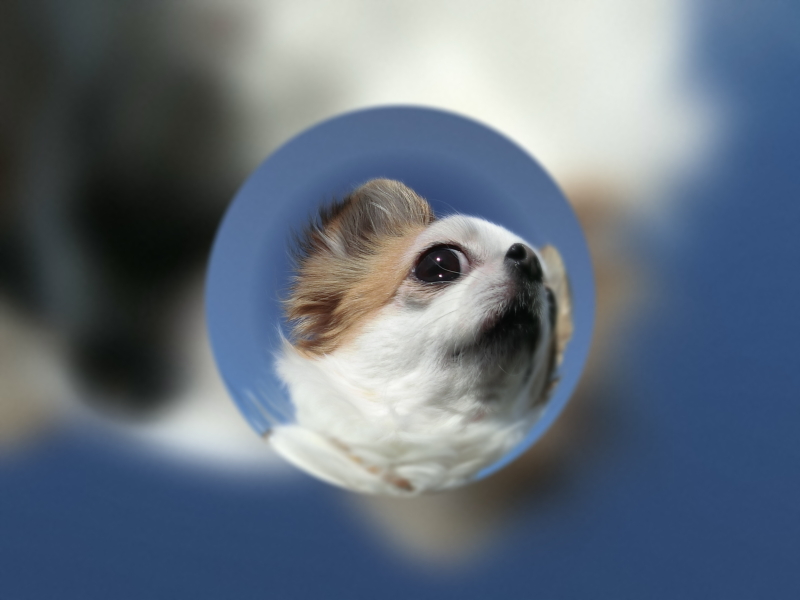 散歩中のチワワ。わざと下から狙い空をバックにした。バックをゴチャゴチャさせずに単純化すると効果的。