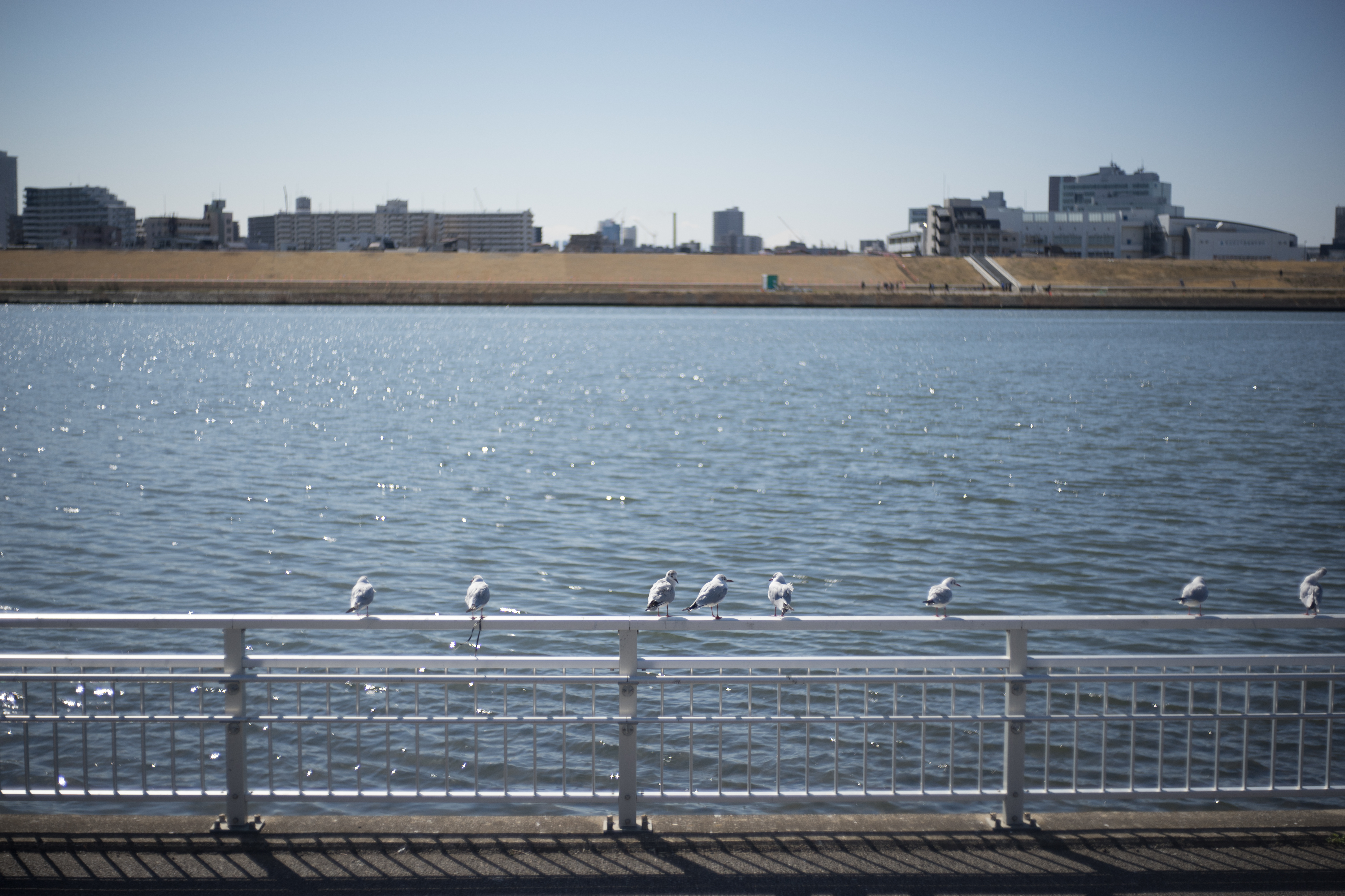 α7 / Xenon 50mm F2.3 / 6,000×4,000 / 1/5,000秒 / F2.3 / +0.7EV / ISO100 / WB:オート / 50mm