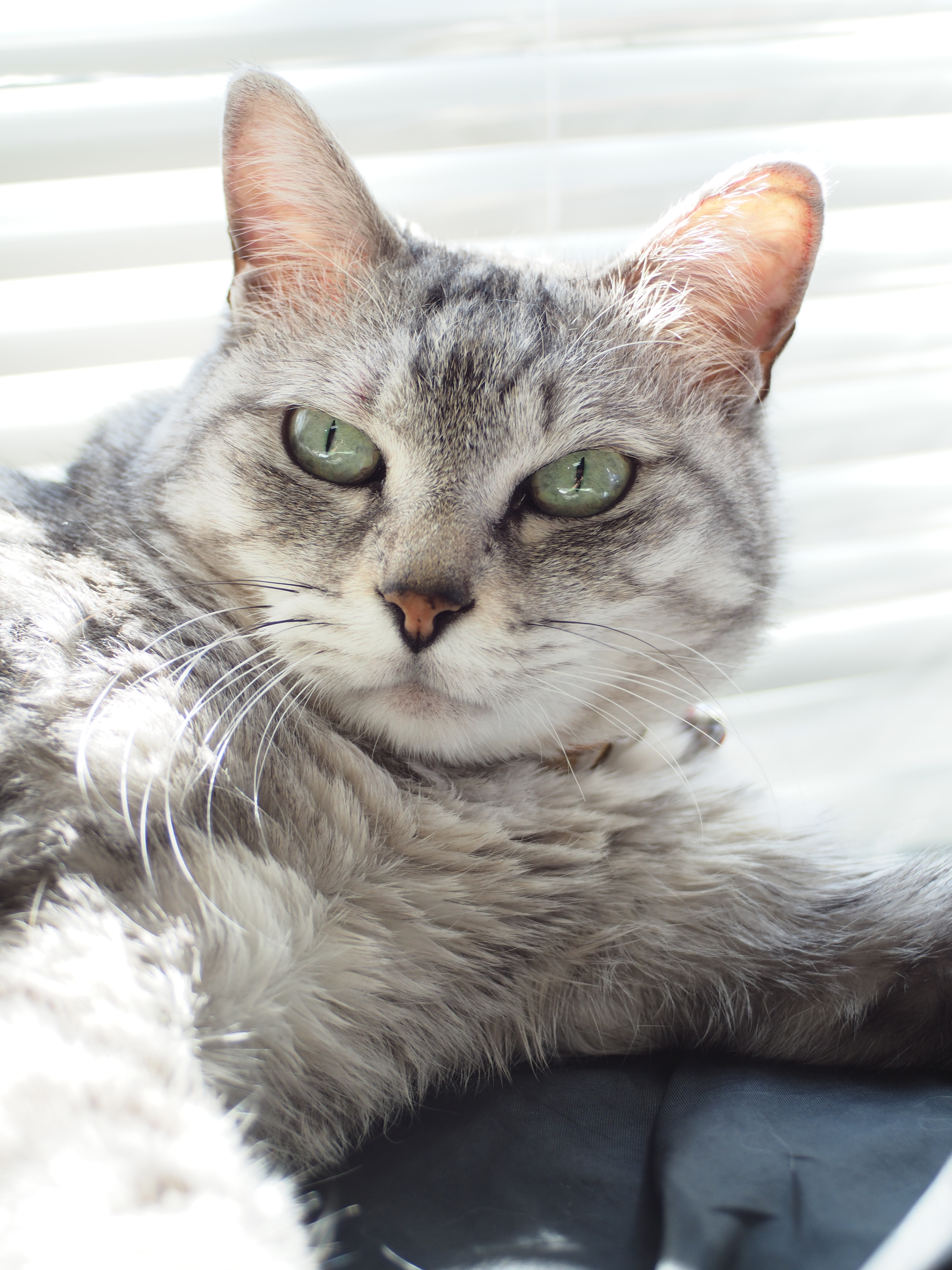 1/80秒 / F3.5 / +0.7EV / ISO200 / 絞り優先AE