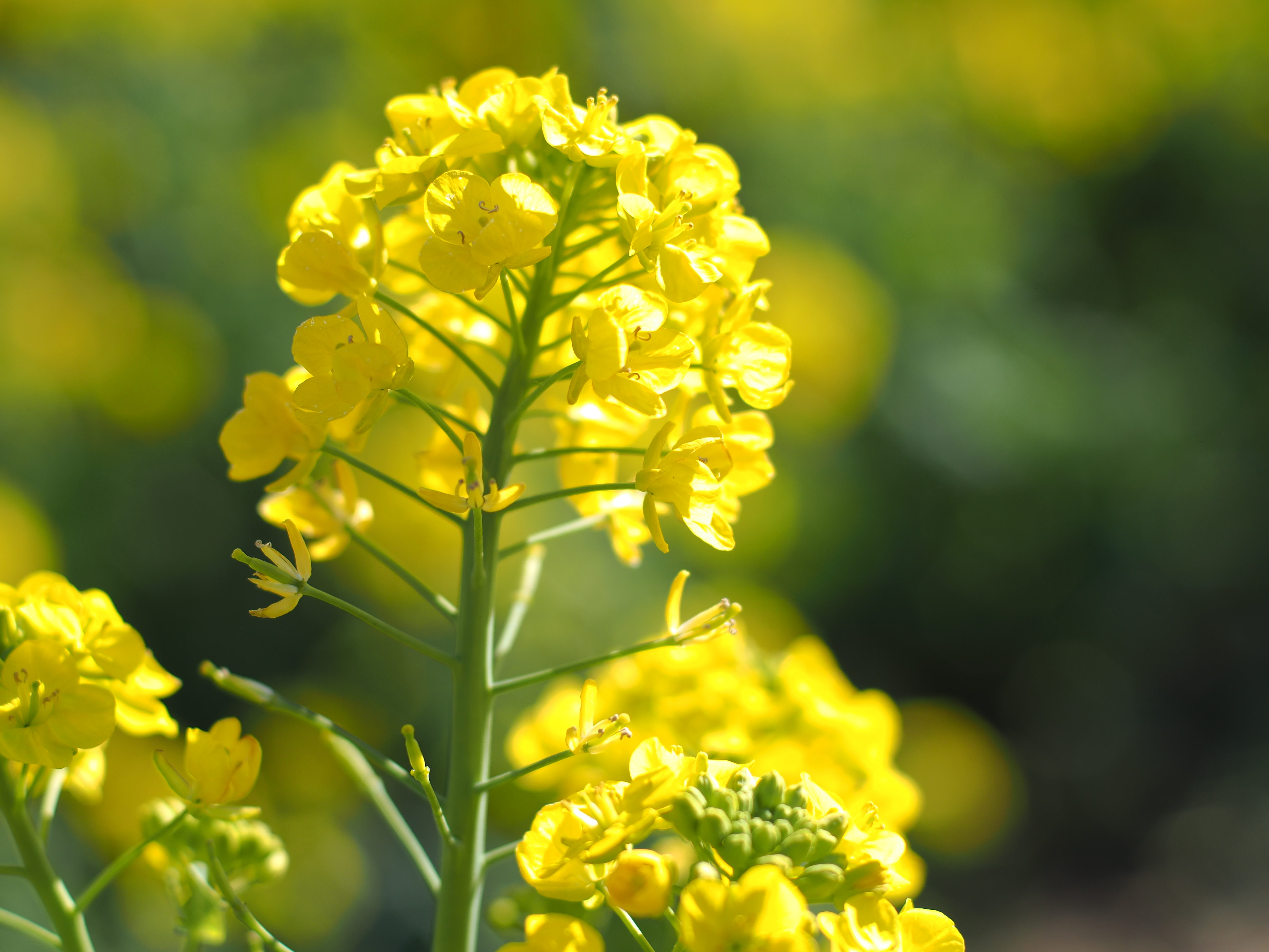 1/1,250秒 / F2.8 / +0.3EV / ISO100 / 絞り優先AE