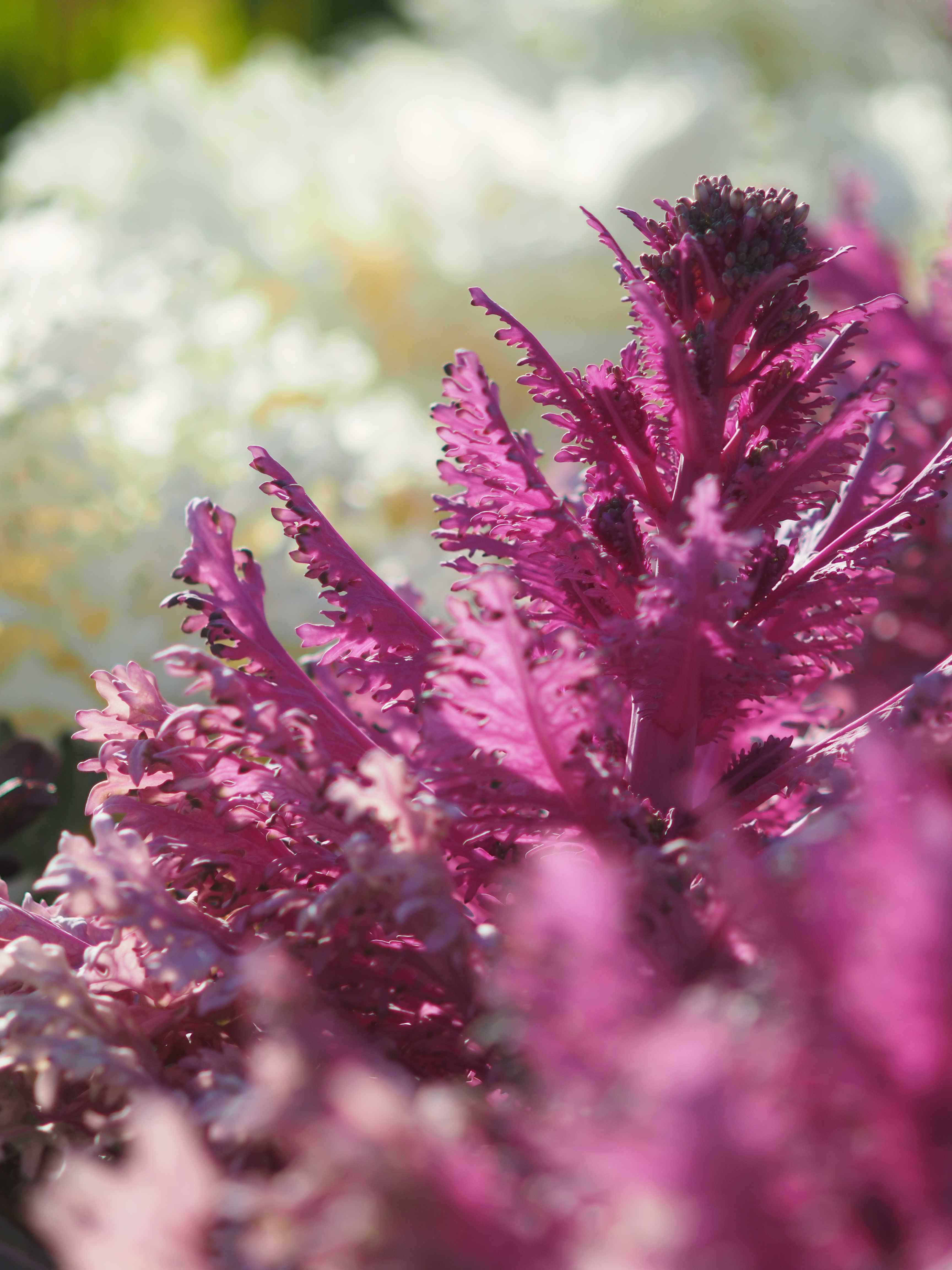 1/1,000秒 / F3.5 / 0.0EV / ISO200 / マニュアル