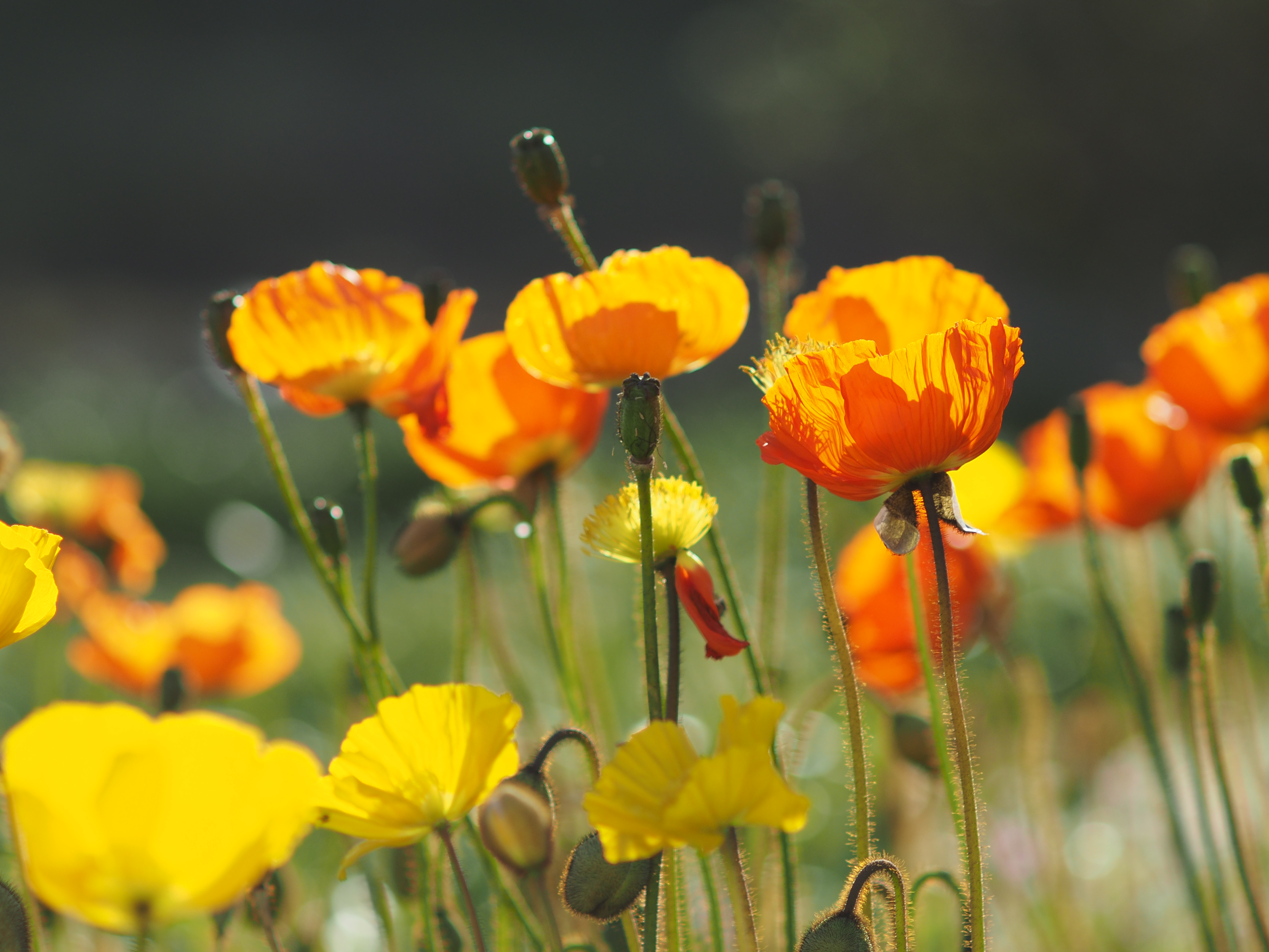 1/1,250秒 / F3.5 / +0.3EV / ISO200 / 絞り優先AE