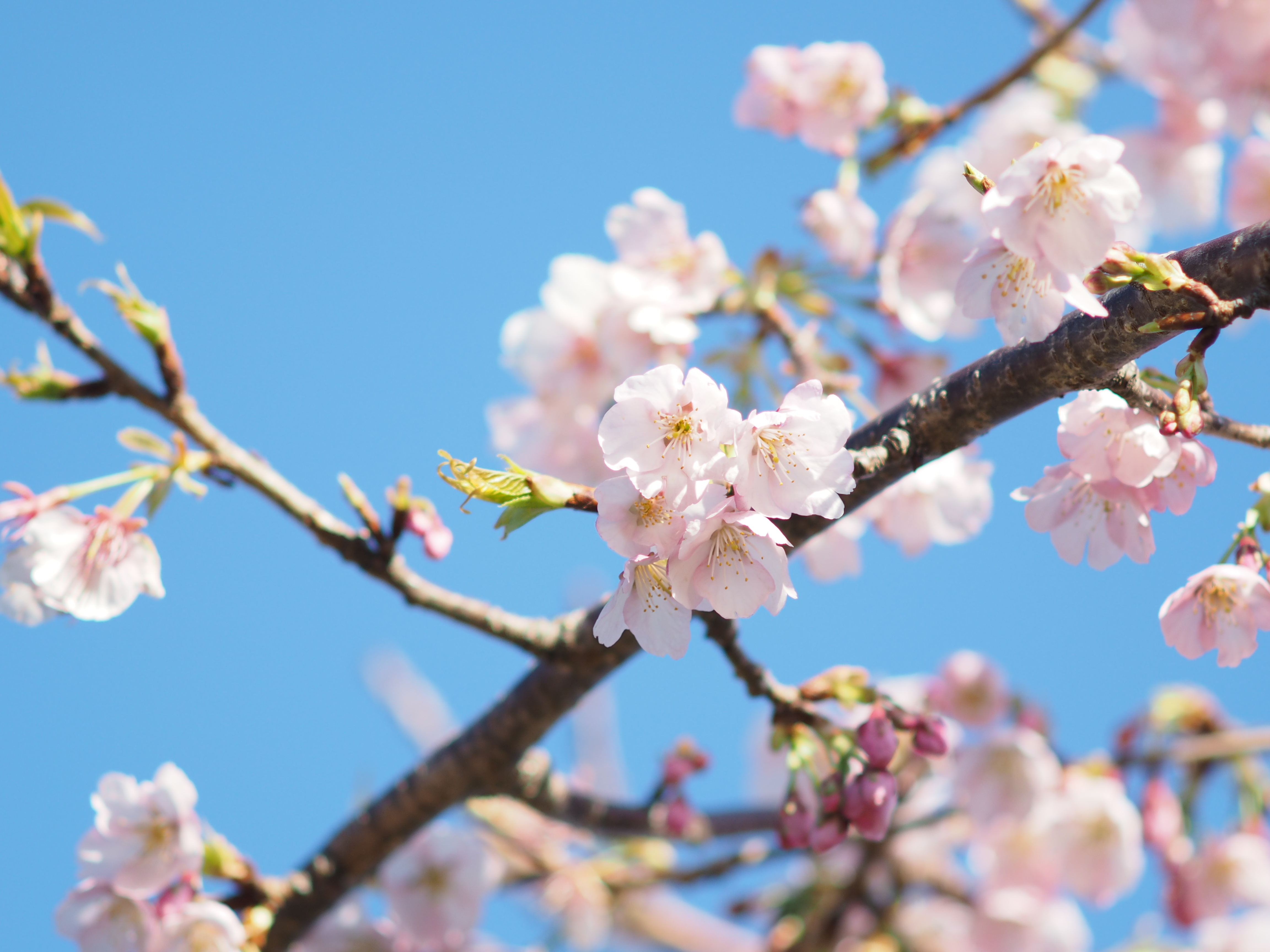 1/640秒 / F3.5 / +1.3EV / ISO200 / 絞り優先AE