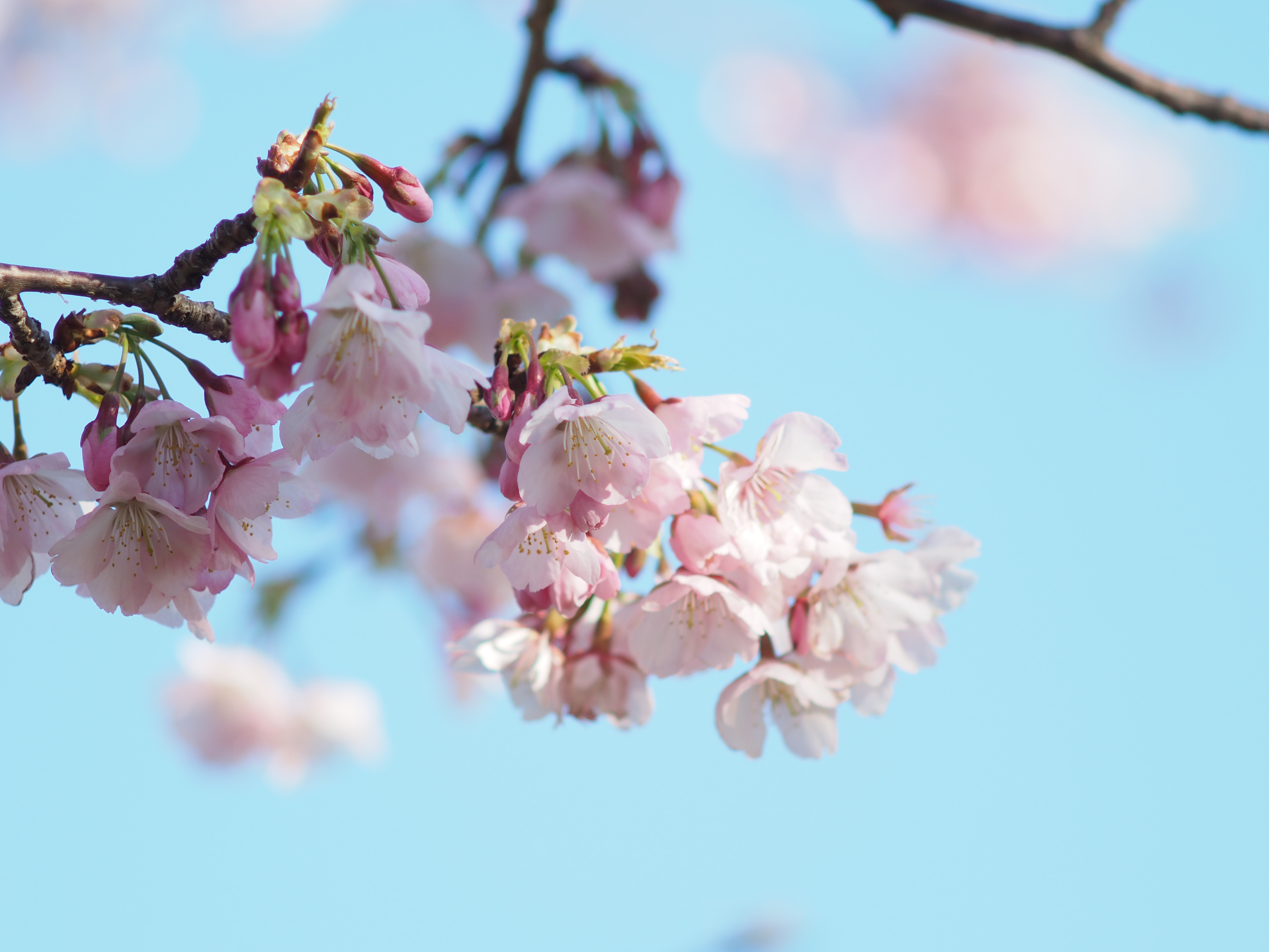 1/500秒 / F3.5 / +1.7EV / ISO200 / 絞り優先AE