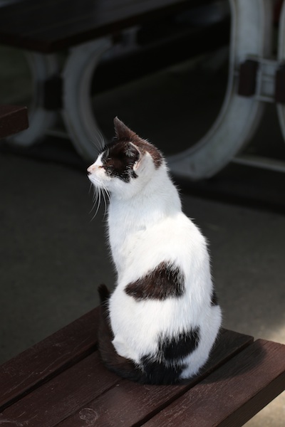 筆者は猫が大好きなので、出会うことができれば他の撮影中でも猫を撮ってしまう。FlashAirで自分のスマートフォンに接続して、たくさん撮影したカットの中から可愛く写っていた1枚を選択してダウンロード。大切に保存しておくことにした