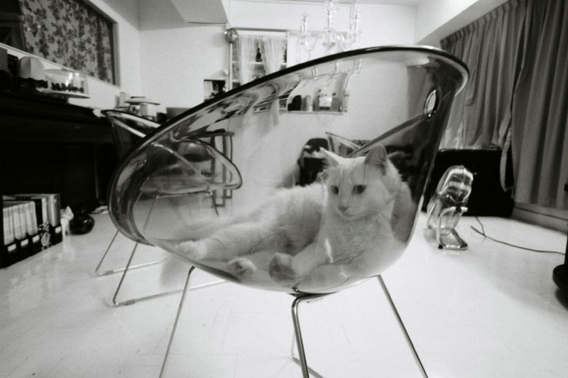 （作例はすべてロモジャパンの提供）