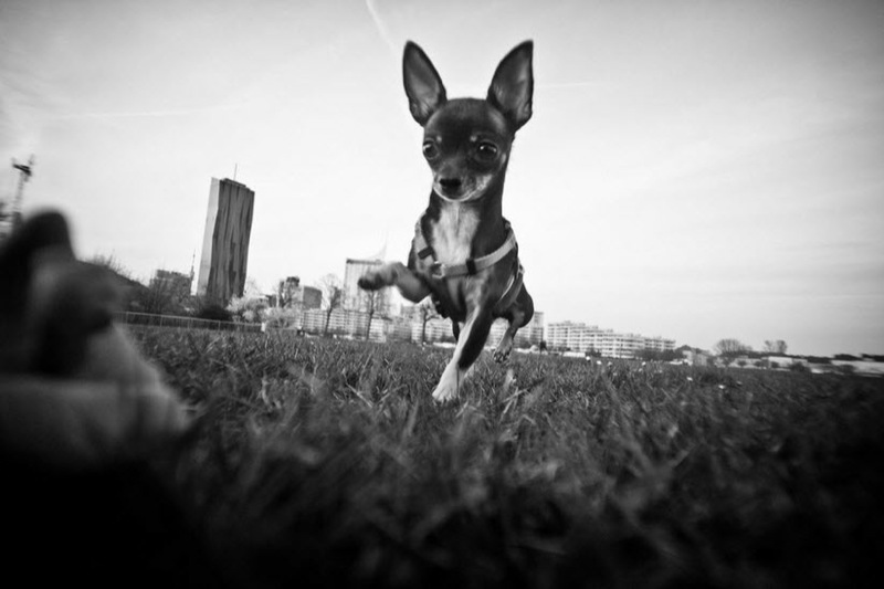 （作例はすべてロモジャパンの提供）