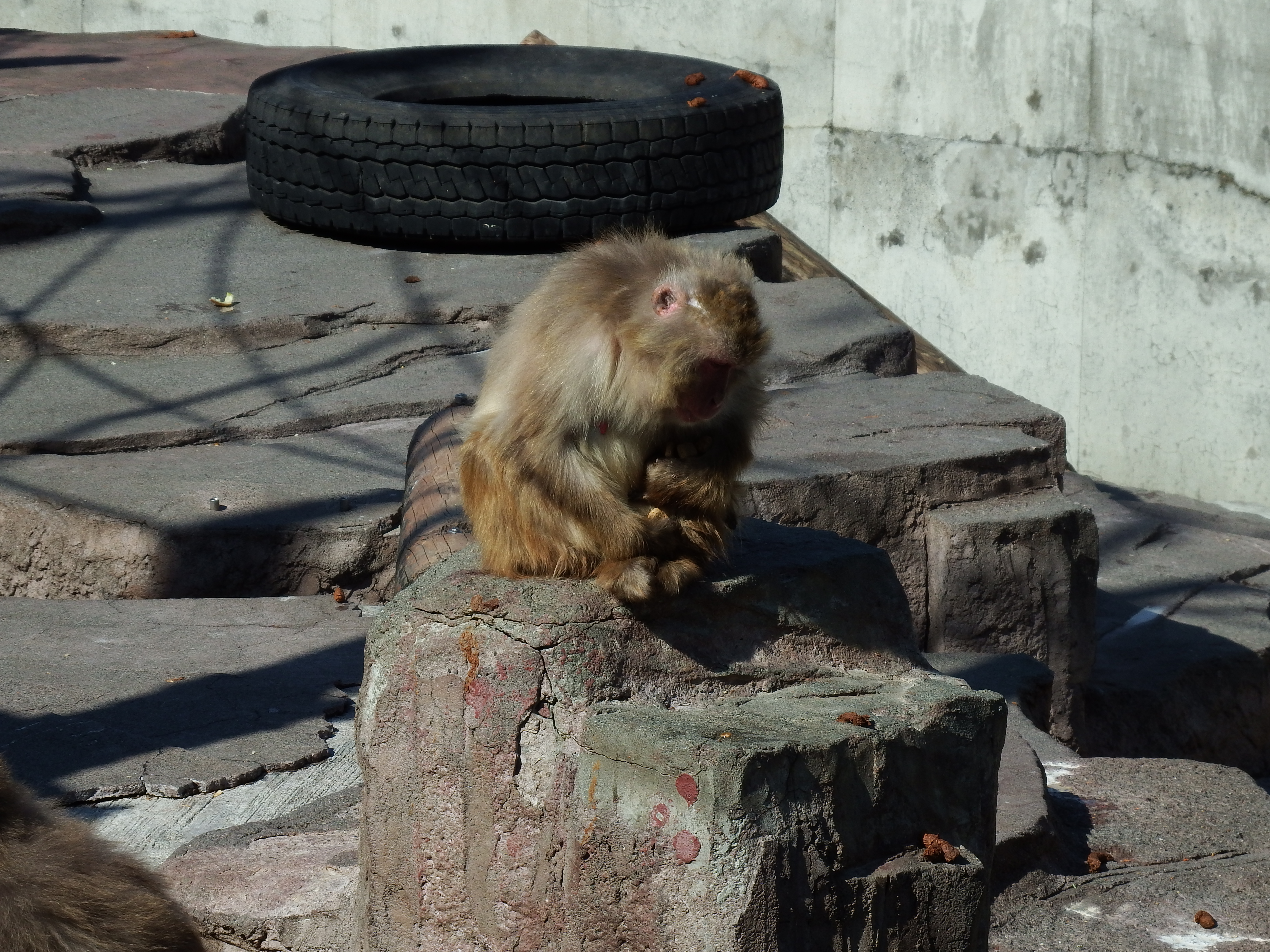 8.3倍（201mm相当）