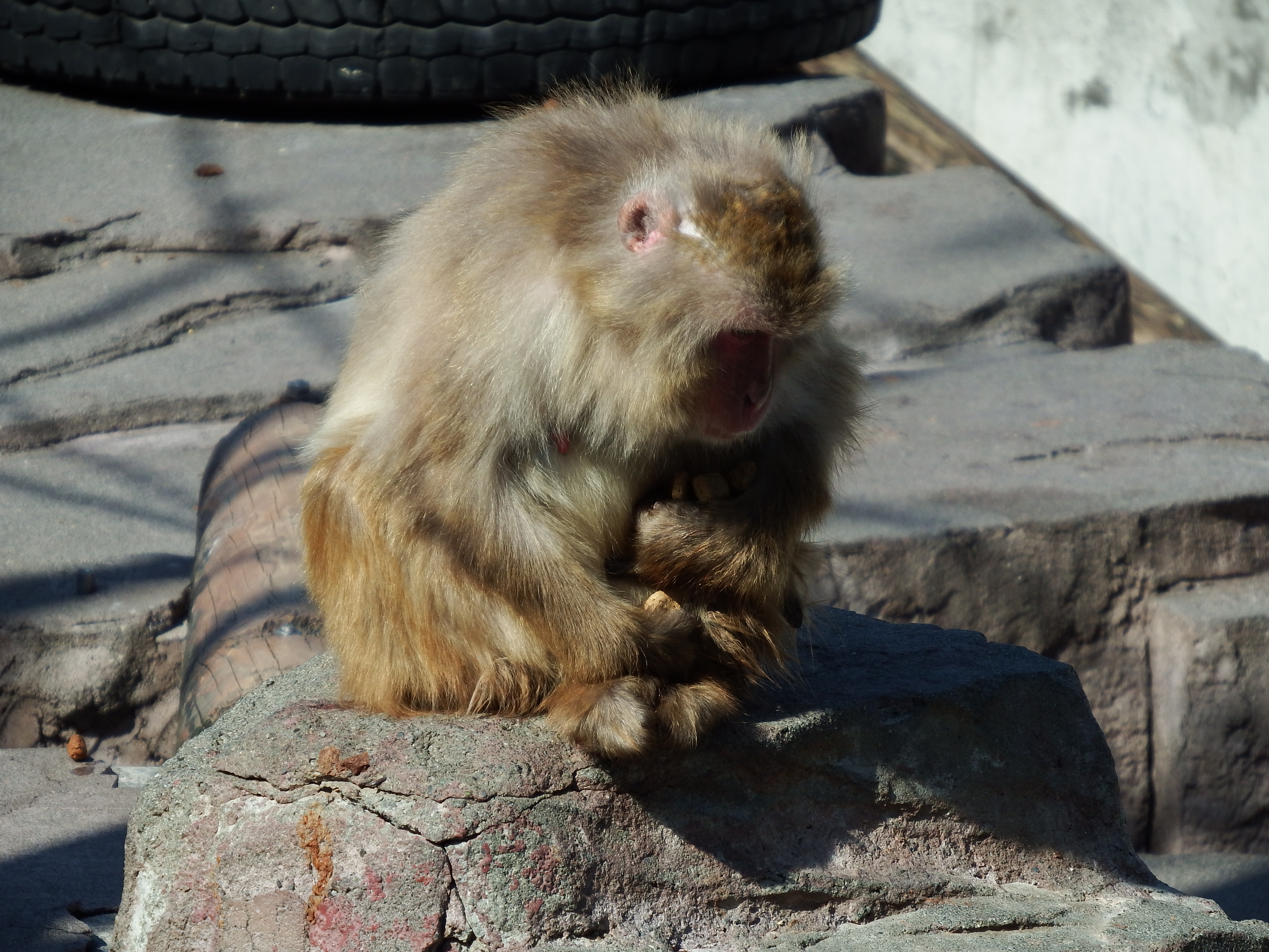 16.2倍（391mm相当）