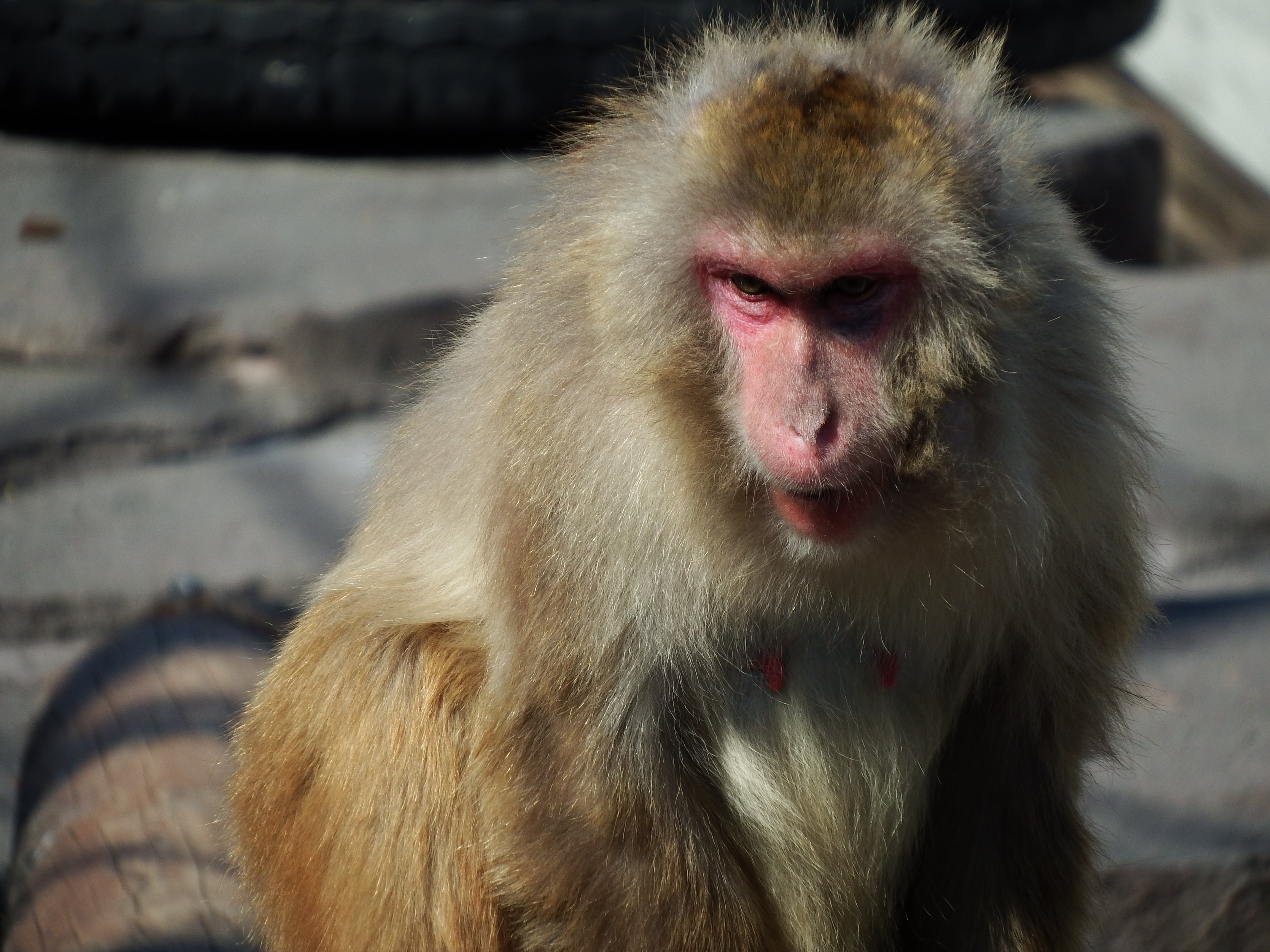 32.3倍（721mm相当）