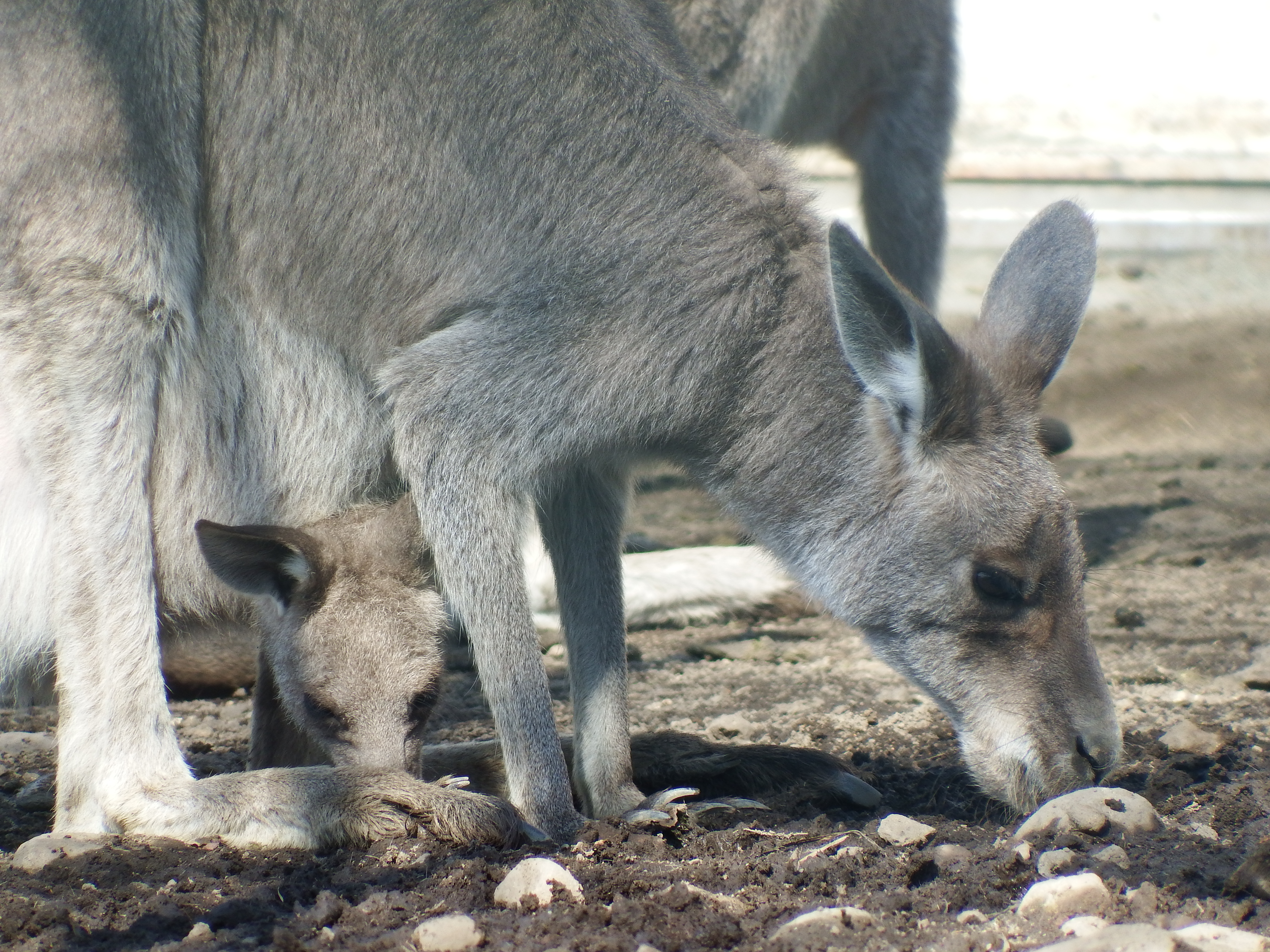 遠くからでは気づかなかったが、ズームアップしてみたら、お腹の袋から子カンガルーが顔を出していた。ISO100 / F5.6 / 1/140秒