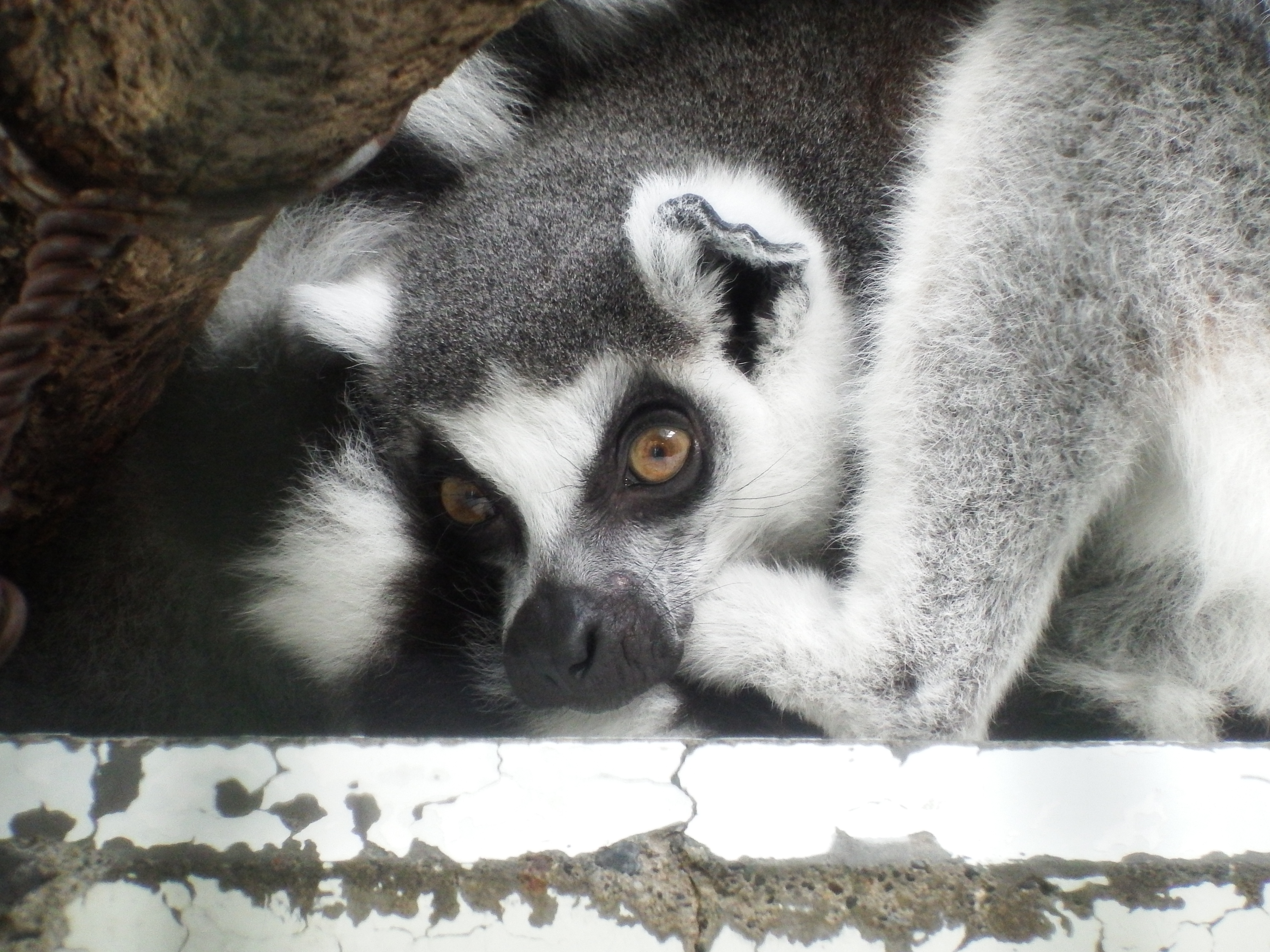 屋内の動物を1,000mm相当で。ISO800、手ブレ補正ありとはいえ、一眼レフでは撮ろうとさえ思わないシーンだ。ISO800 / F7 / 1/70秒