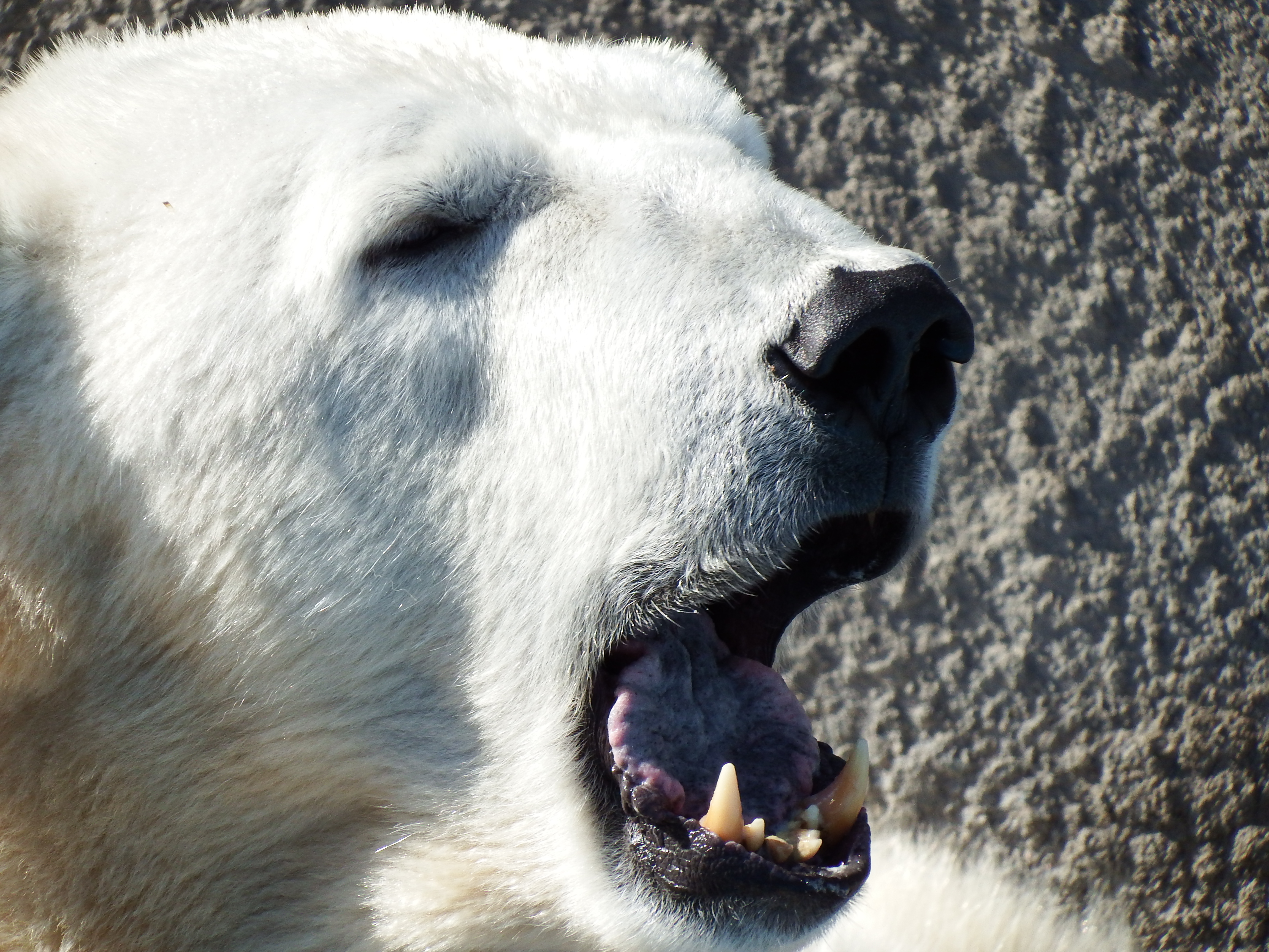 こちらは900mm相当ぐらい。寄りたい放題である。動物園好きにはたまらないスペックなのではないかと思う。ISO200 / F7 / 1/640秒