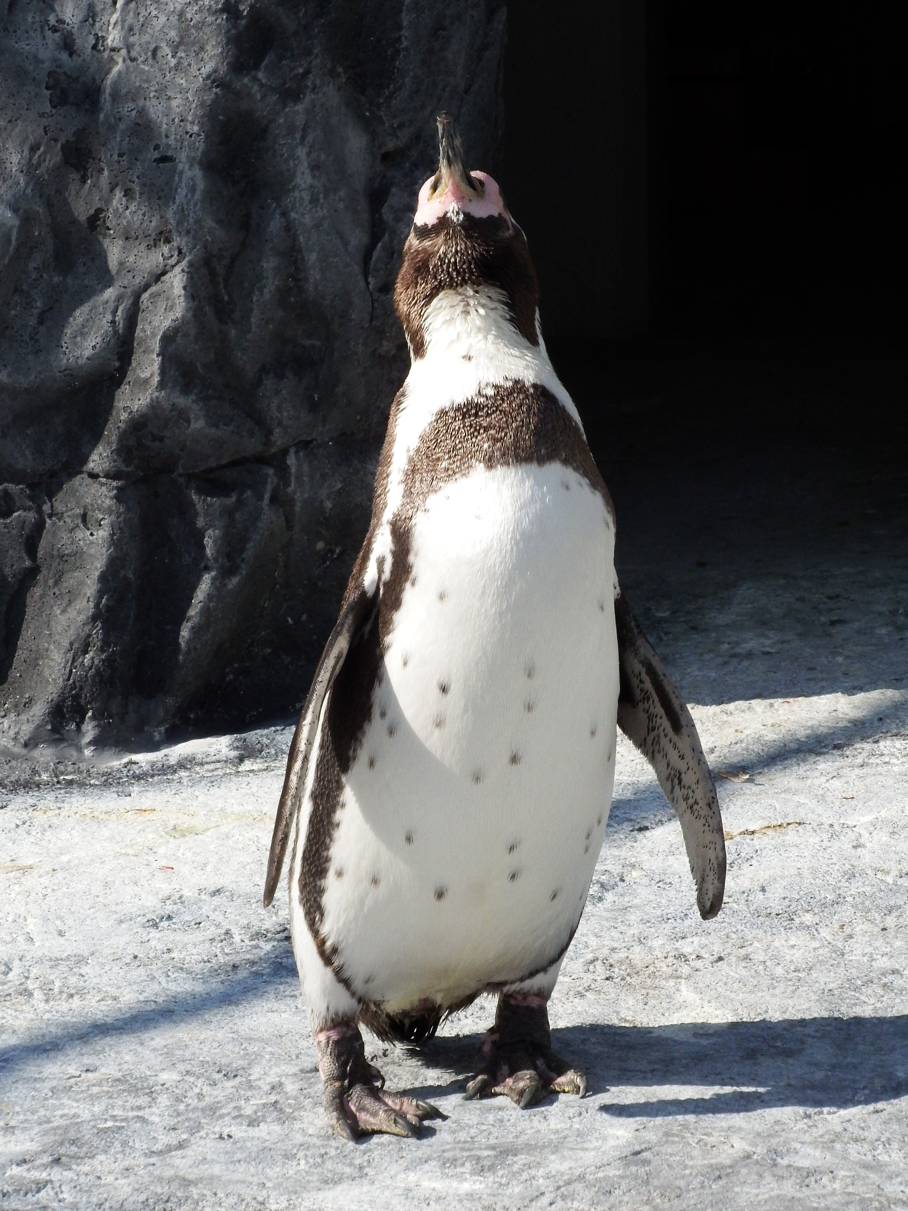これで550mm相当ぐらい。これでも十分に超望遠である。ISO400 / F9 / 1/850秒