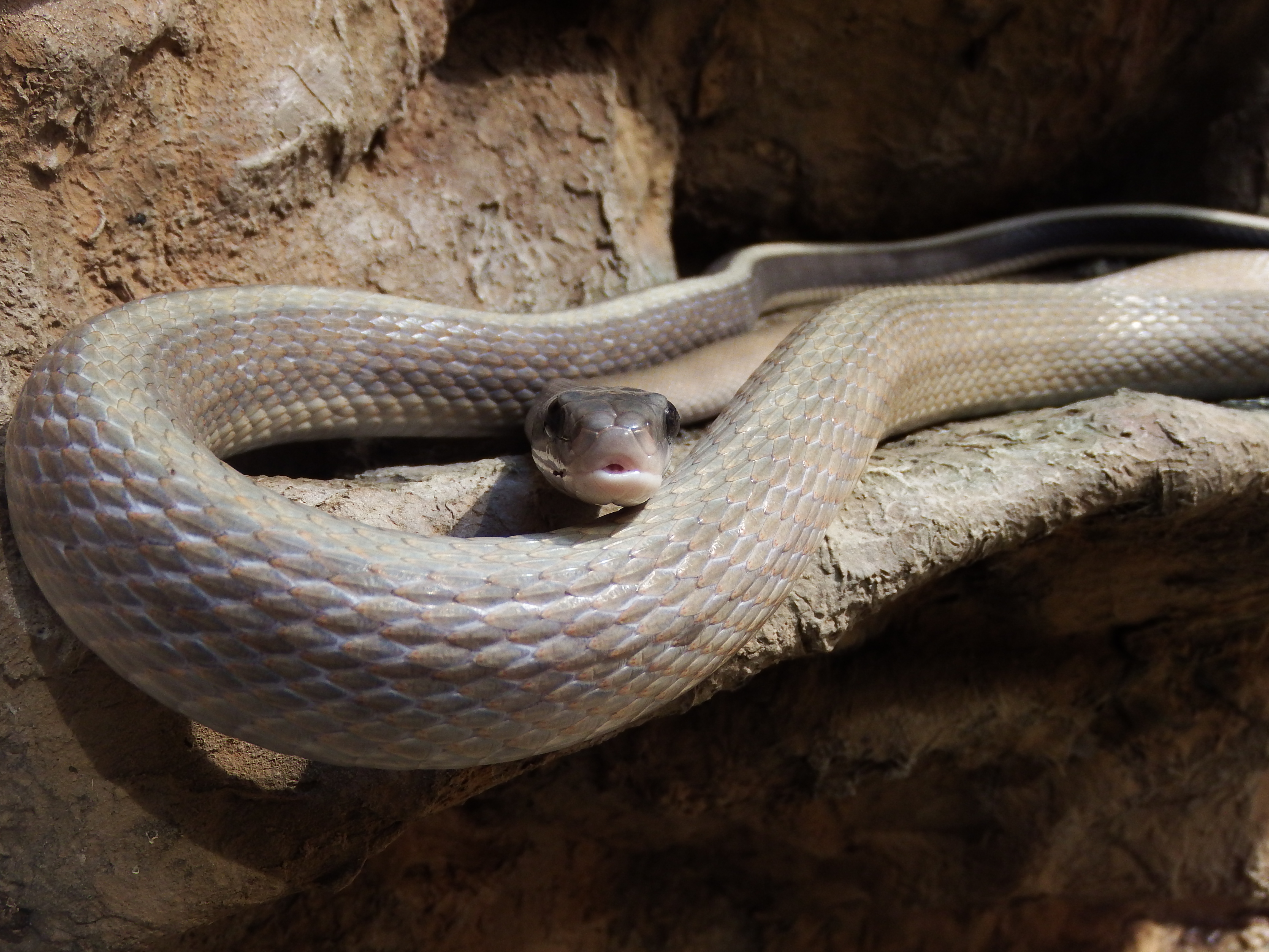 爬虫類や両生類は、じっとしているのがほとんどなのだが、この蛇はめずらしく活動的だった。ISO200 / F3 / 1/20秒