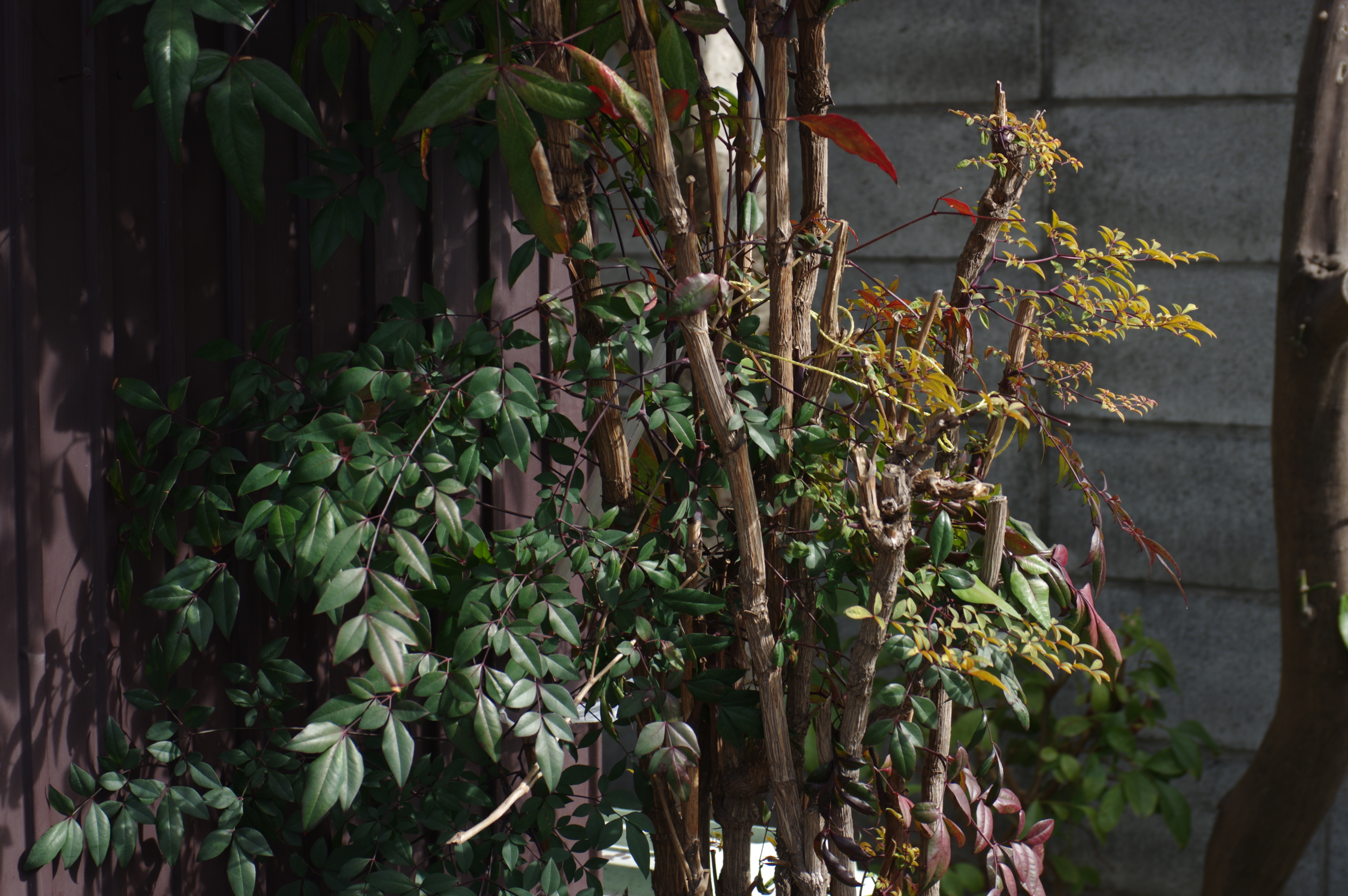 ファインシャープネス：-4