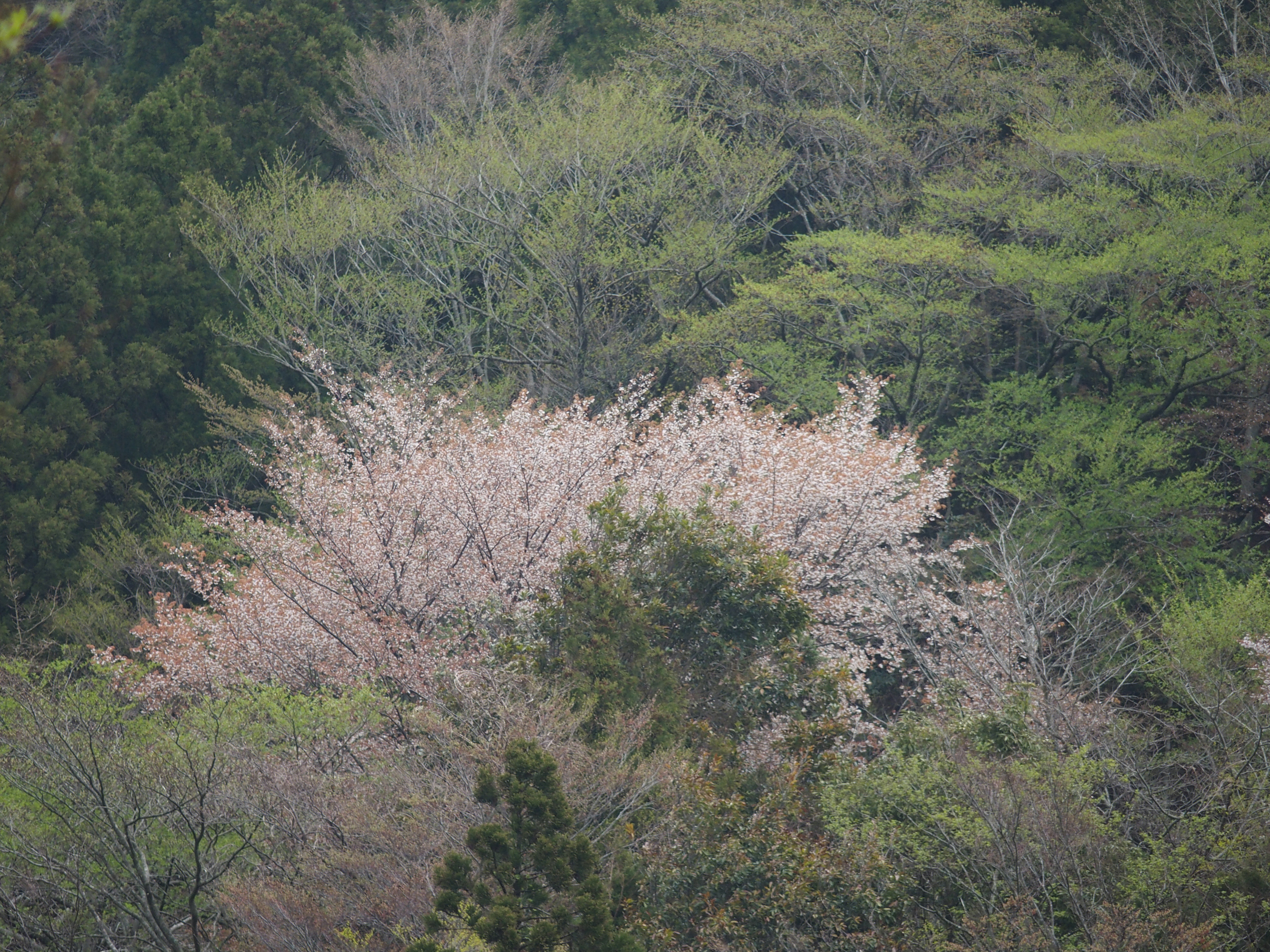 山の裾野にはヤマザクラが。STYLUS 1　F2.8　1/500　±0EV　ISO200　WB:オート　64.3mm（300mm相当）