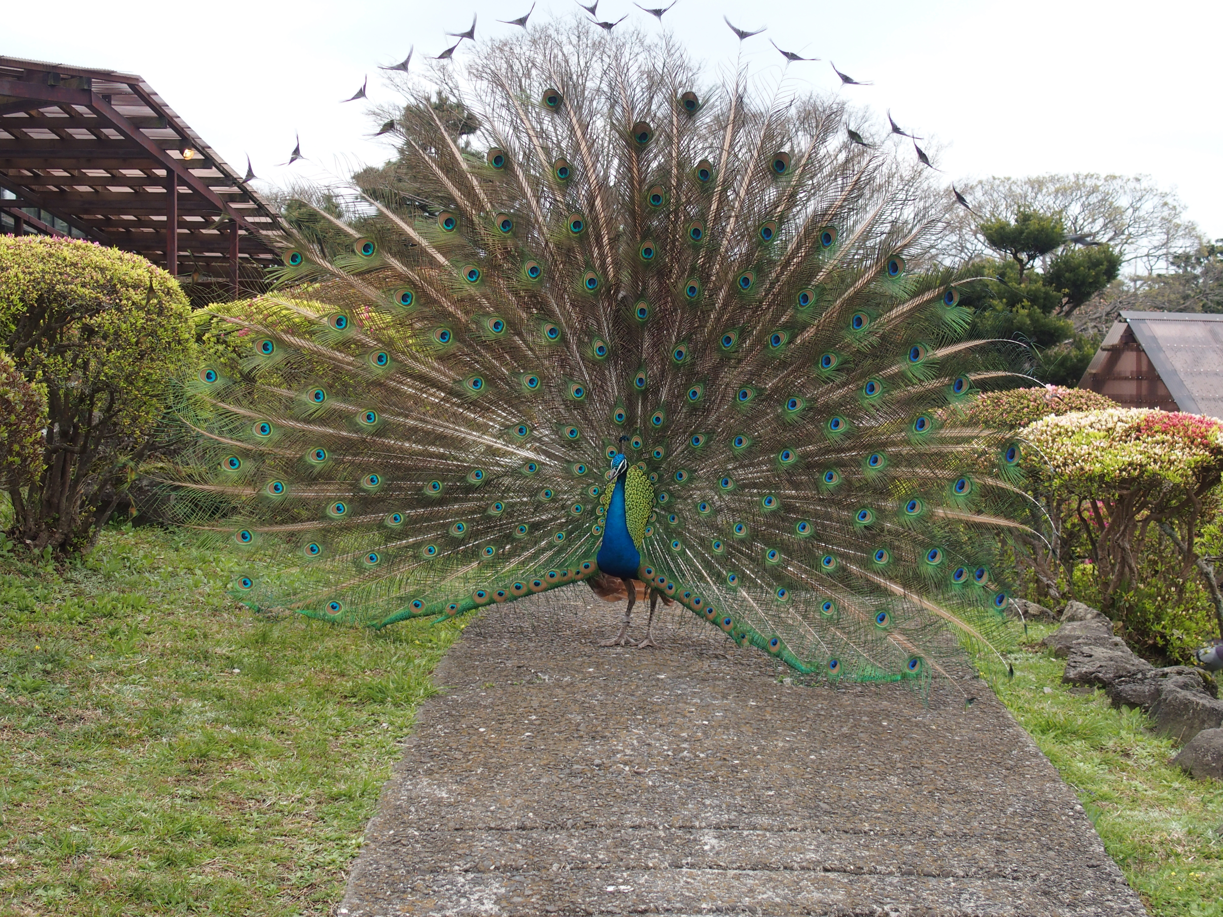 道をふさぐクジャク。STYLUS 1　F2.8　1/100秒　+0.3EV　ISO160　WB:オート　12mm（57mm相当）