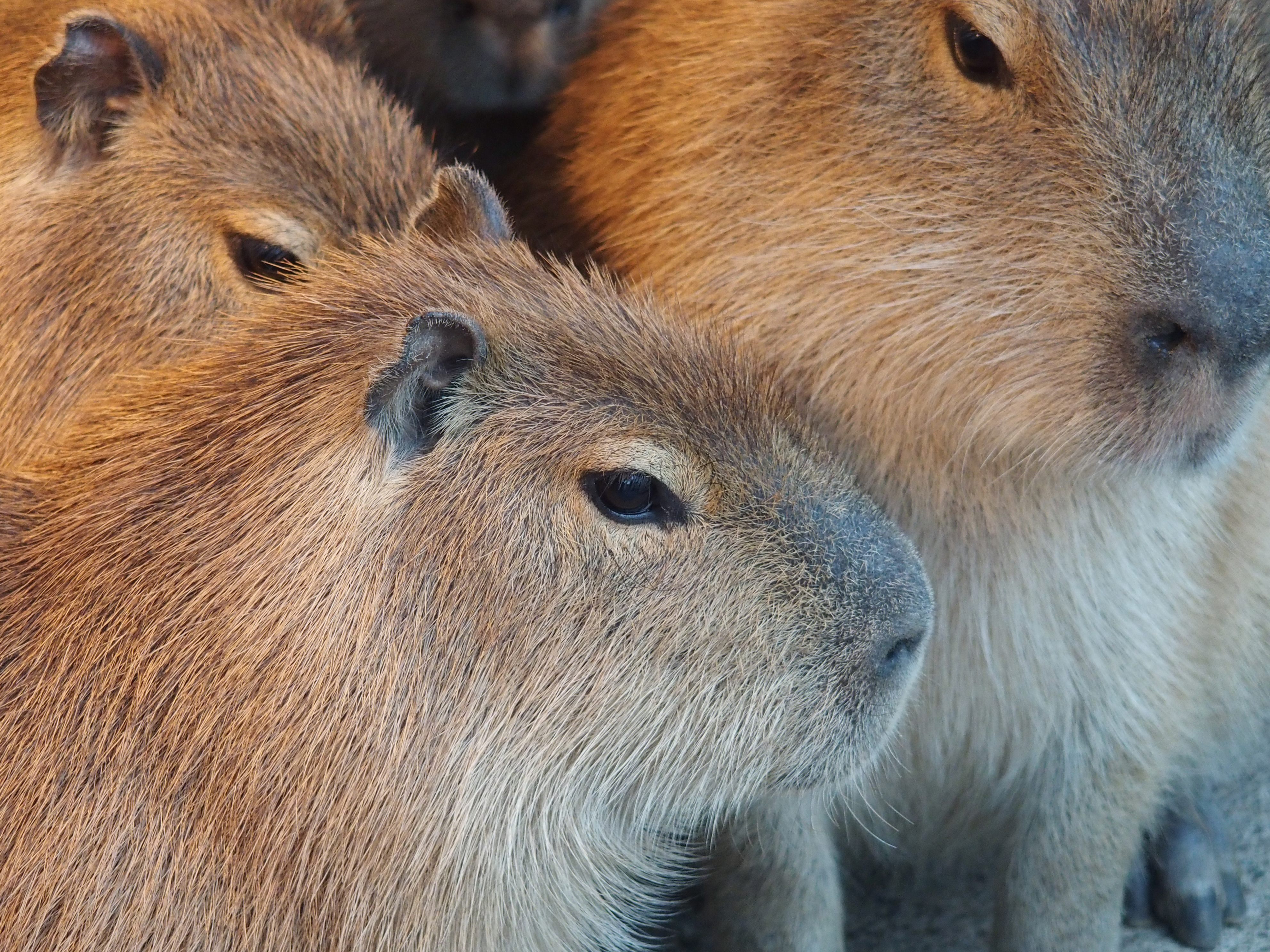身を寄せ合うカピバラたち。STYLUS 1　F3.2　1/80秒　+0.3EV　ISO800　WB:オート　64.3mm（300mm相当）