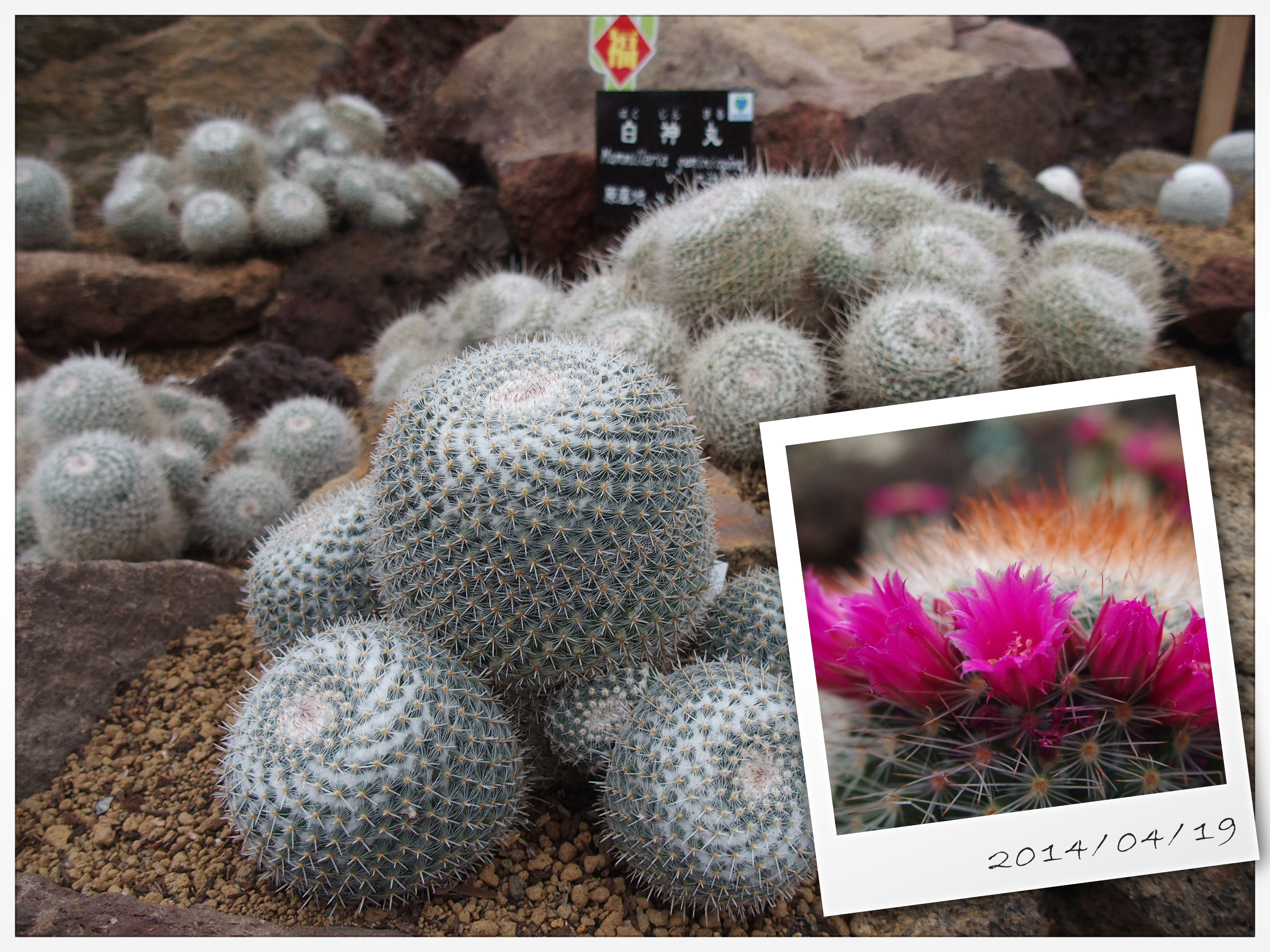 シャボテン温室の中のサボテン。「フォトストーリー」を使用。STYLUS 1　F2.8　1/50秒　±0EV　ISO200　WB:オート