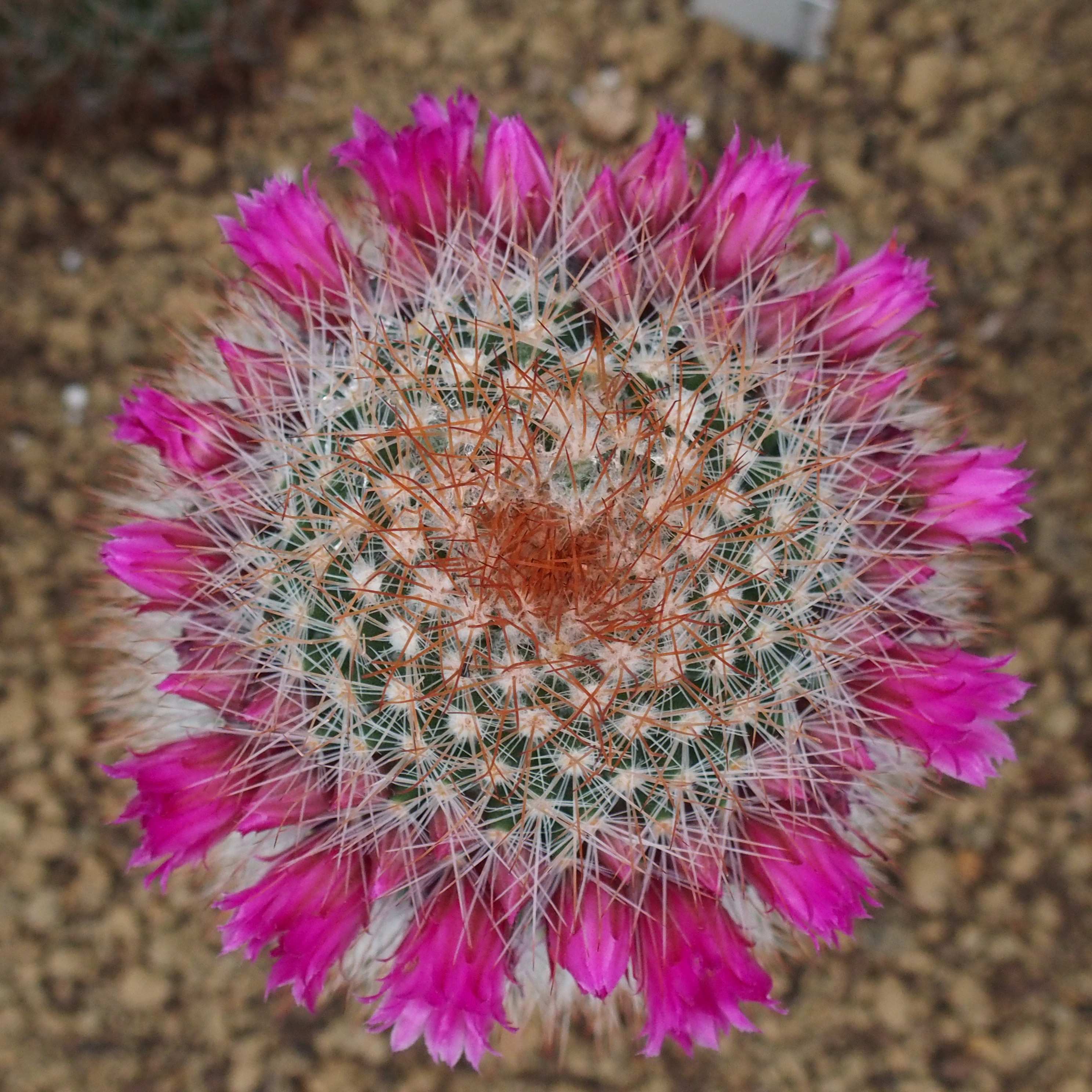 開花中のサボテンを真上から。アスペクト比1：1で撮影。STYLUS 1　F2.8　1/160秒　±0EV　ISO800　WB:オート　9mm（42mm相当）