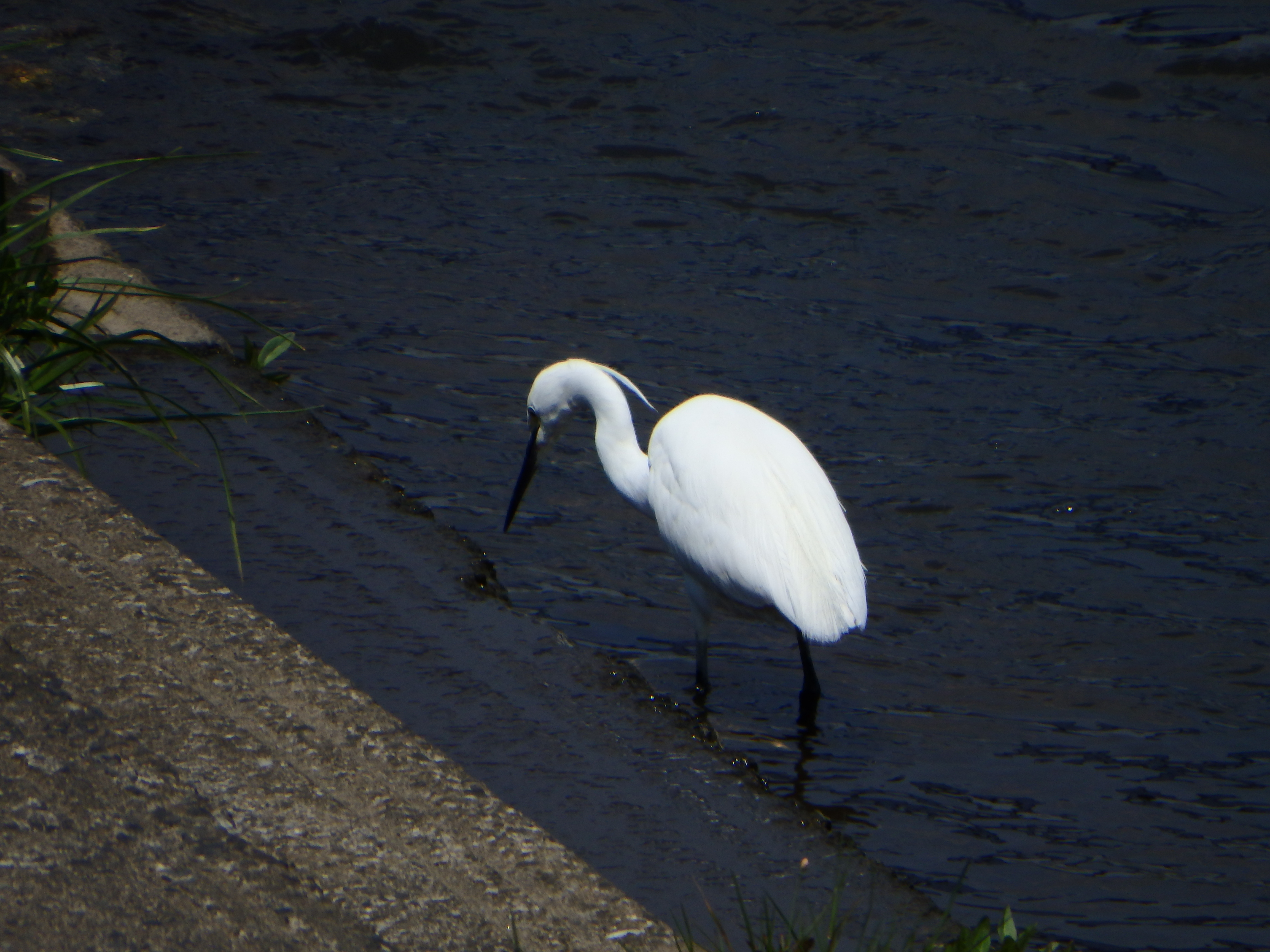 同じ場所からズームを1,200mm相当にまで拡大すると、コサギがいた! 川の端を歩きながらえさとなる魚を探している。真剣な姿がなかなかカワイイ