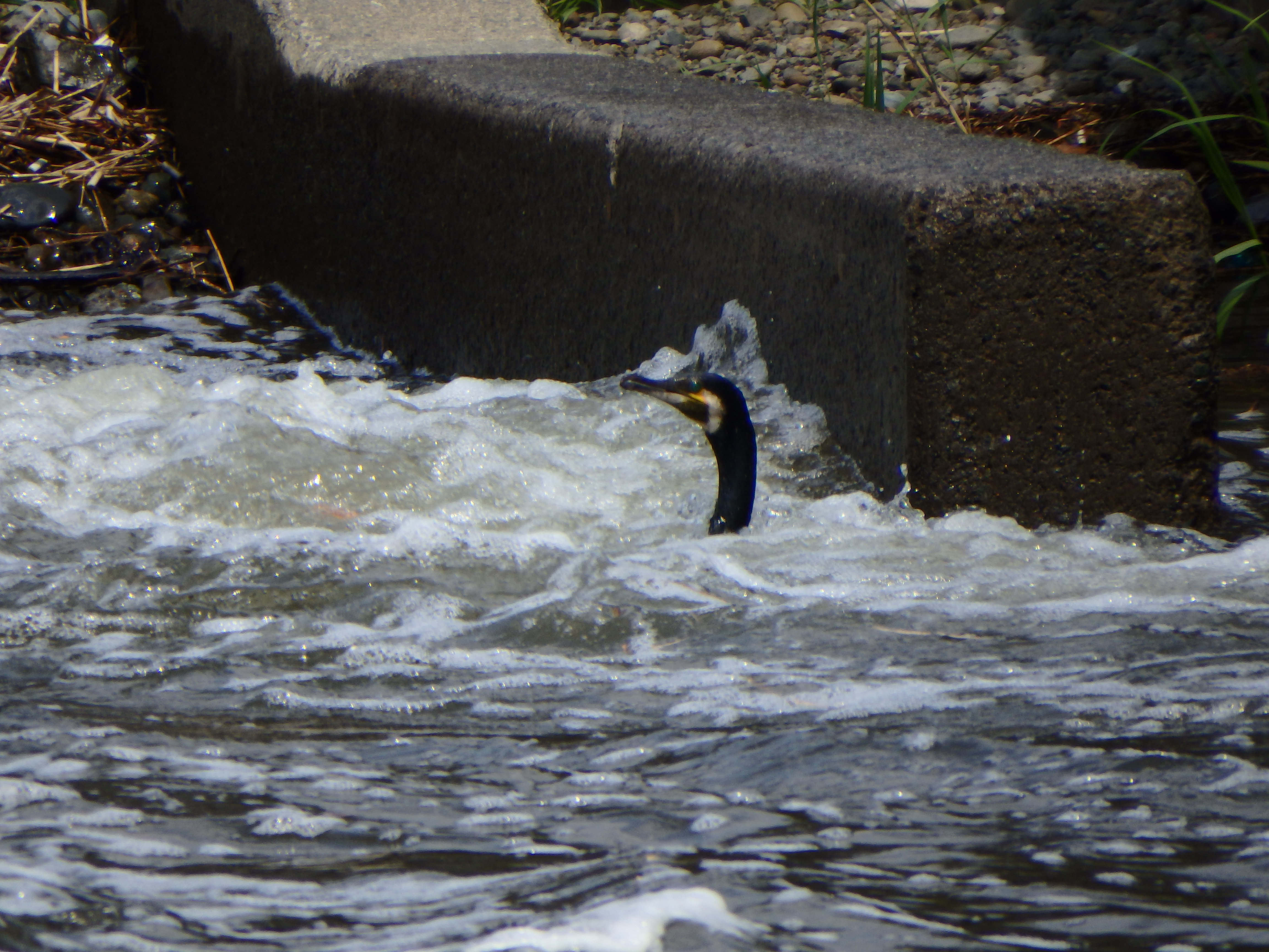 ウが水面から首だけを出しているが、カワウかウミウかは紛らわしくて、ぼくにはちょっと分からない。水中に潜って魚を捕るウは、体ごと水面に出して浮かせることはできない