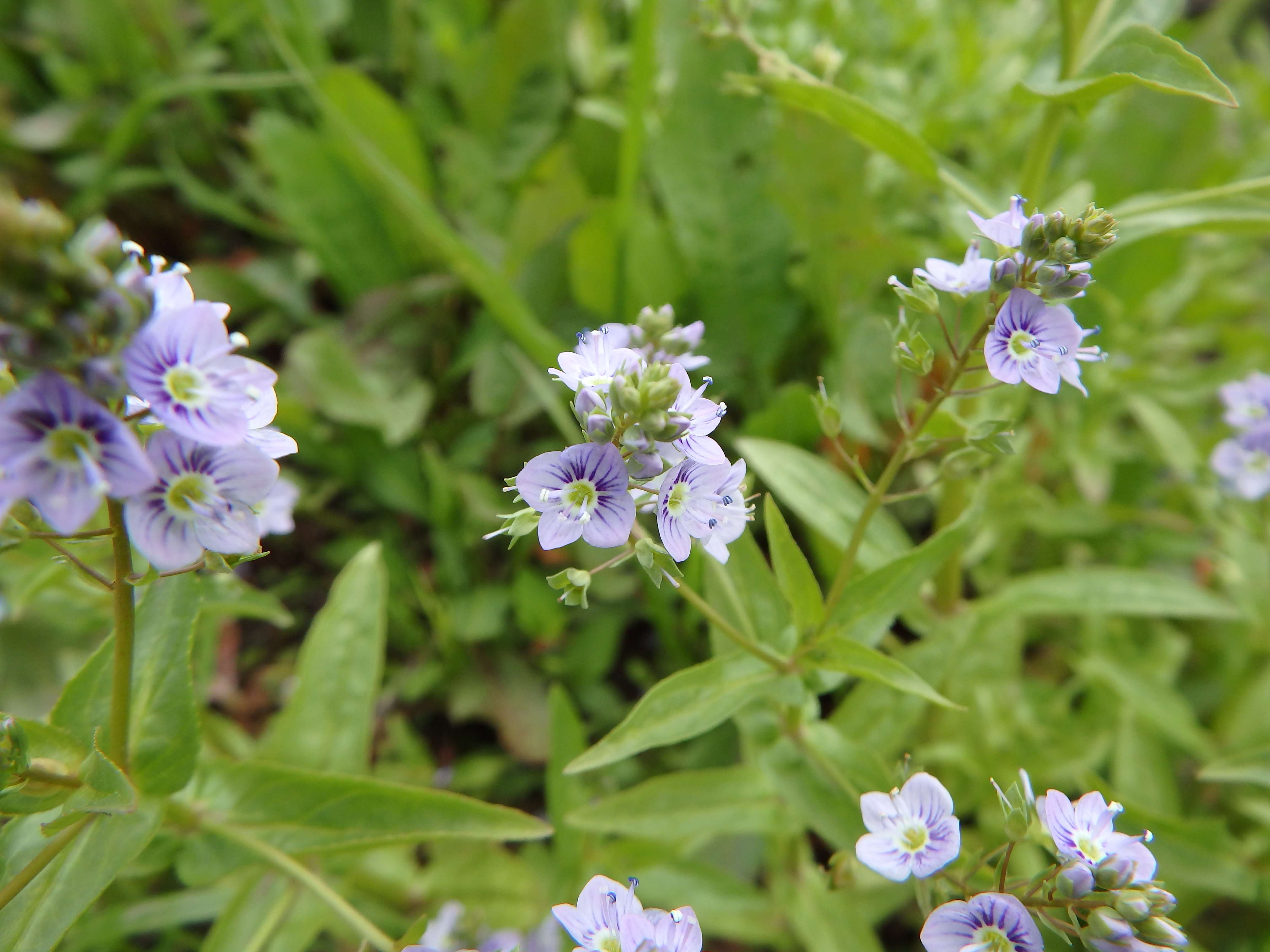 川沿いの湿地に咲いていたカワヂシャの花。花の形は同じ仲間のオオイヌノフグリそっくりだが、草丈が高く全体の印象はだいぶ異なる