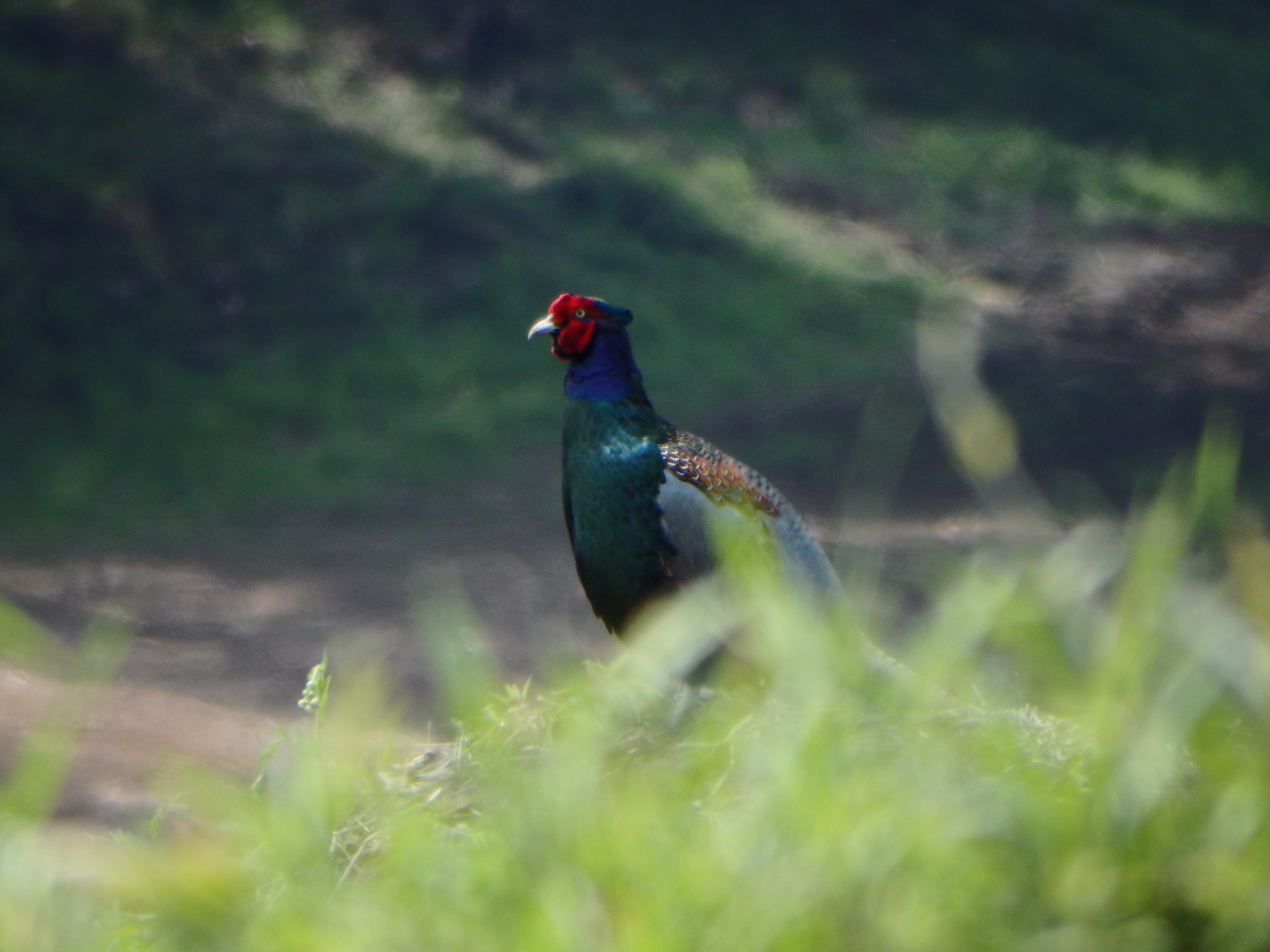 河野近くの空き地にキジがいたので驚いてしまったが、以前住んでいた東京都国分寺市では全体に見ることのできない鳥だ。「ケーン!」という耳慣れない声でその存在に気付いたが、「キジも鳴かねば撃たれまいに」という言葉通り、1,200mm相当でシューティングした