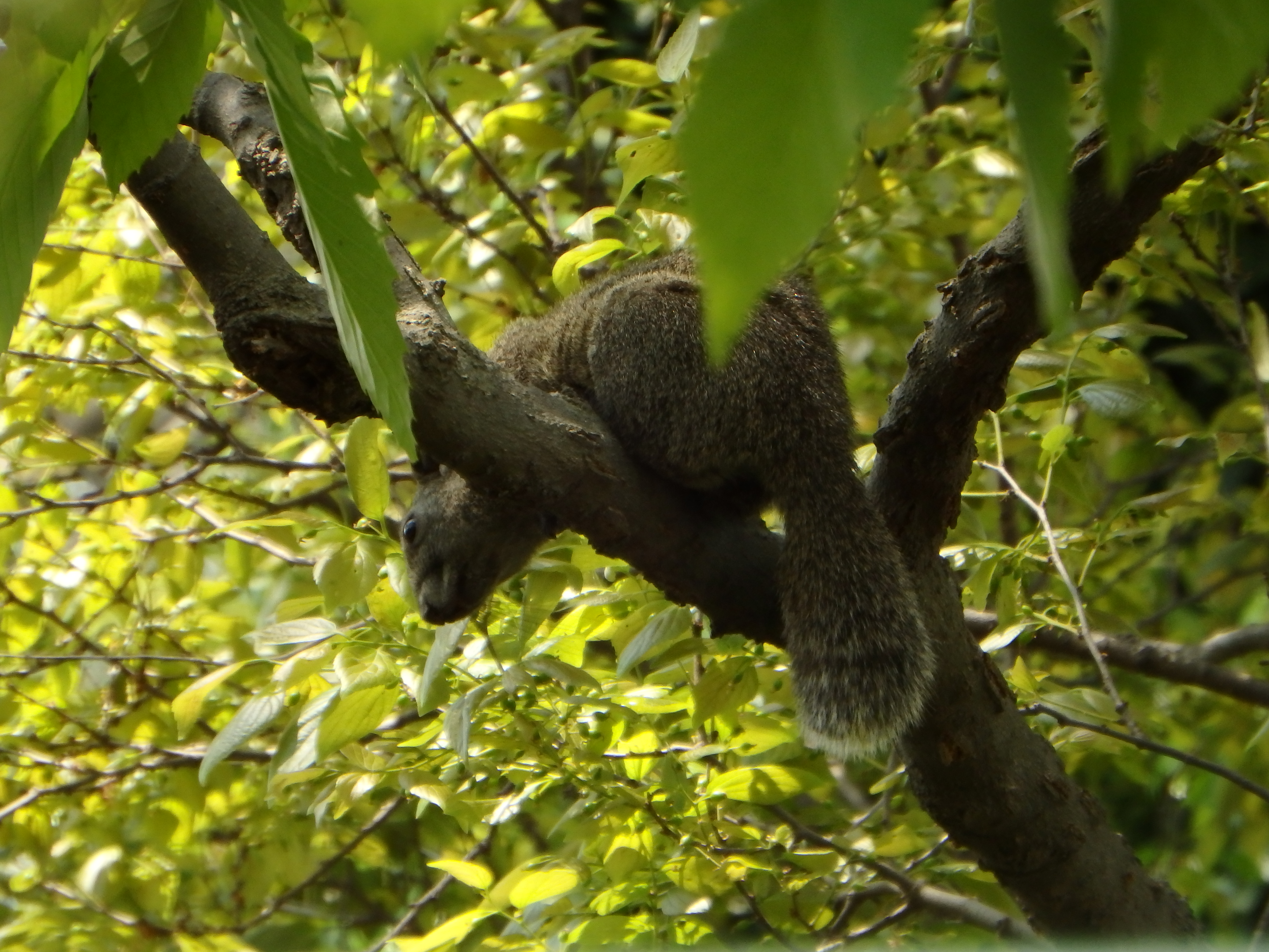 雑木林でタイワンリスも発見したが、これも国分寺市にはいなかった動物で、「クックッ」という耳慣れない鳴き声でその存在に気付いた。近隣の鎌倉市で増えすぎて問題になっているらしいが、戦後に江ノ島動物園から逃げ出して広まった、という説がある